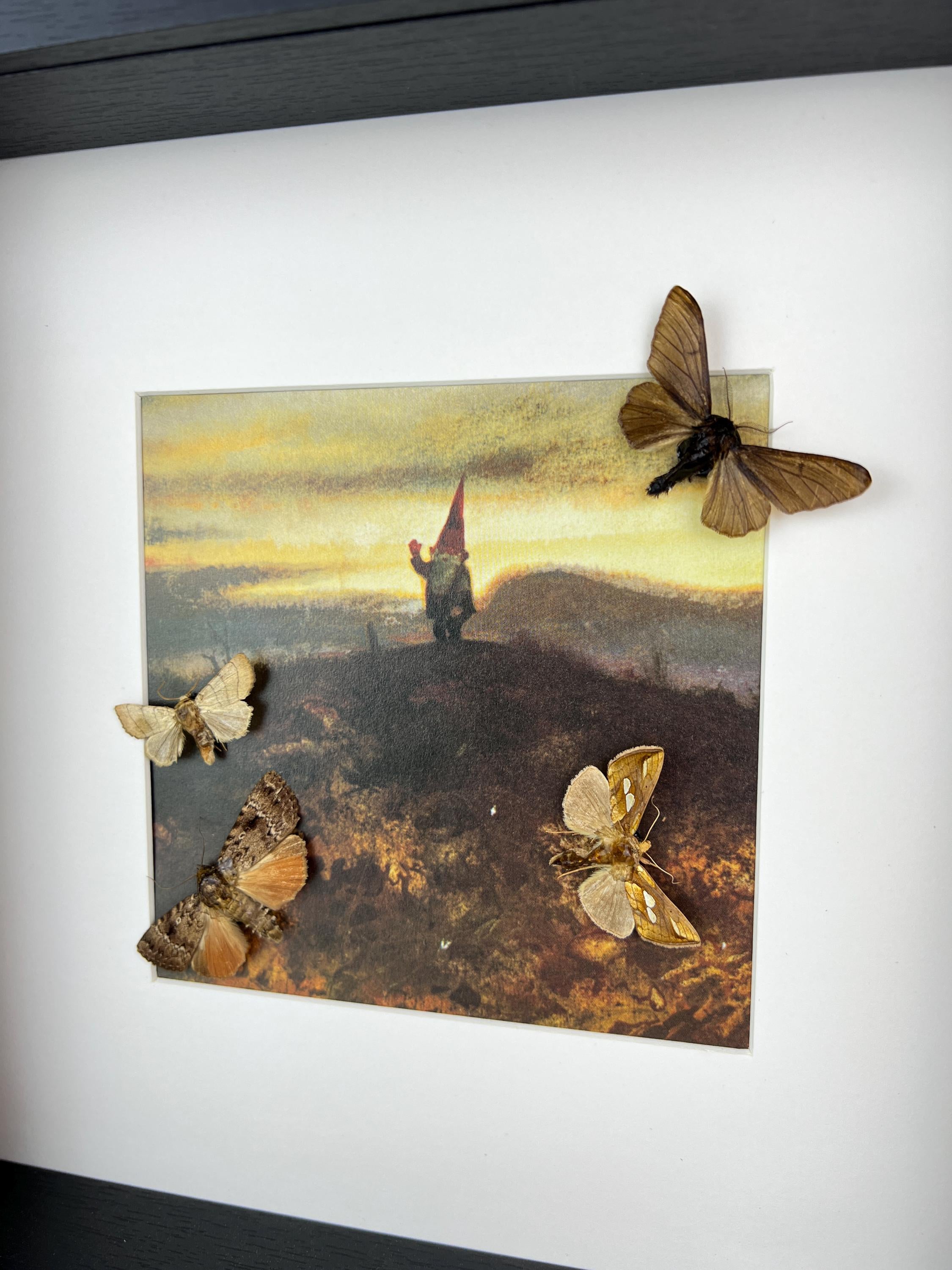 Motten und Schmetterlinge als Druck in einem Rahmen
