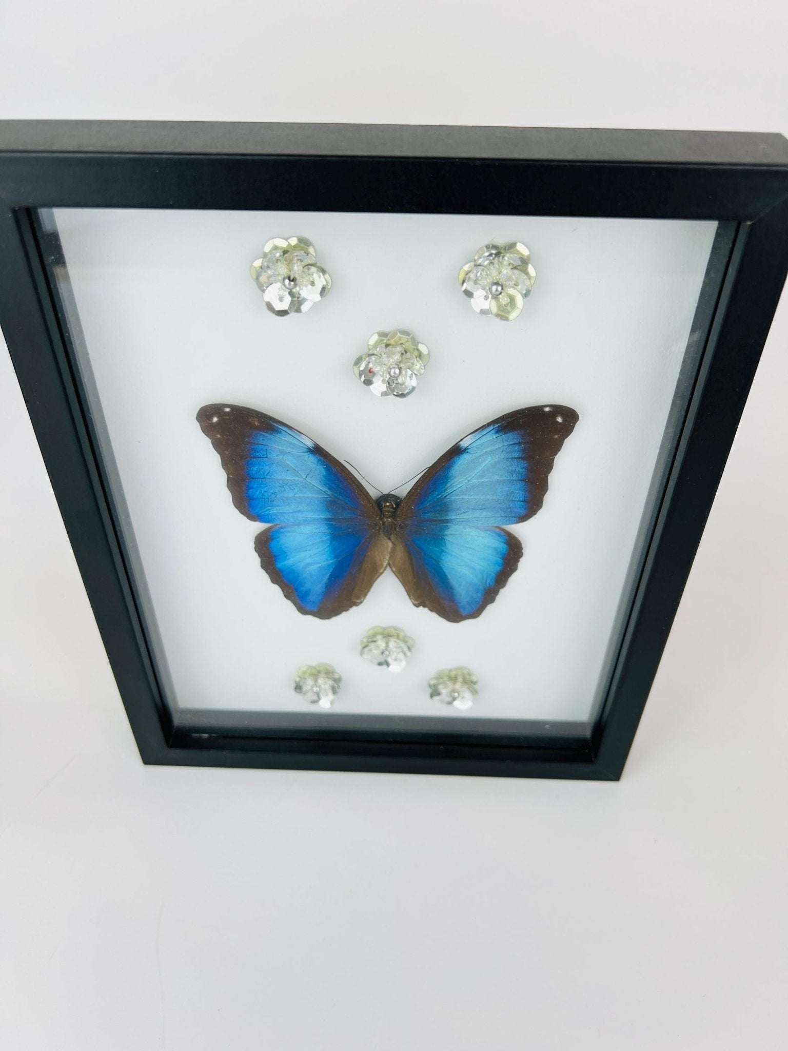 Morpho Deidamia mit Glitzerblumen im Rahmen von KEY LIME STORE