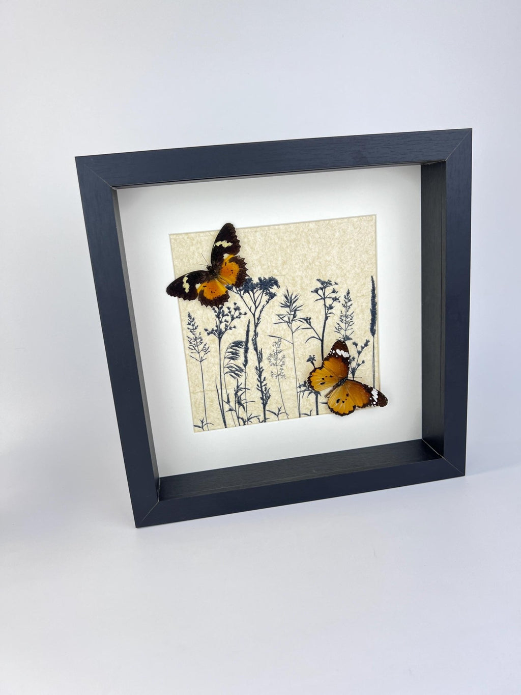 Cethosia Hypsea und Danaus Chrysippus in einem Rahmen von KEY LIME STORE