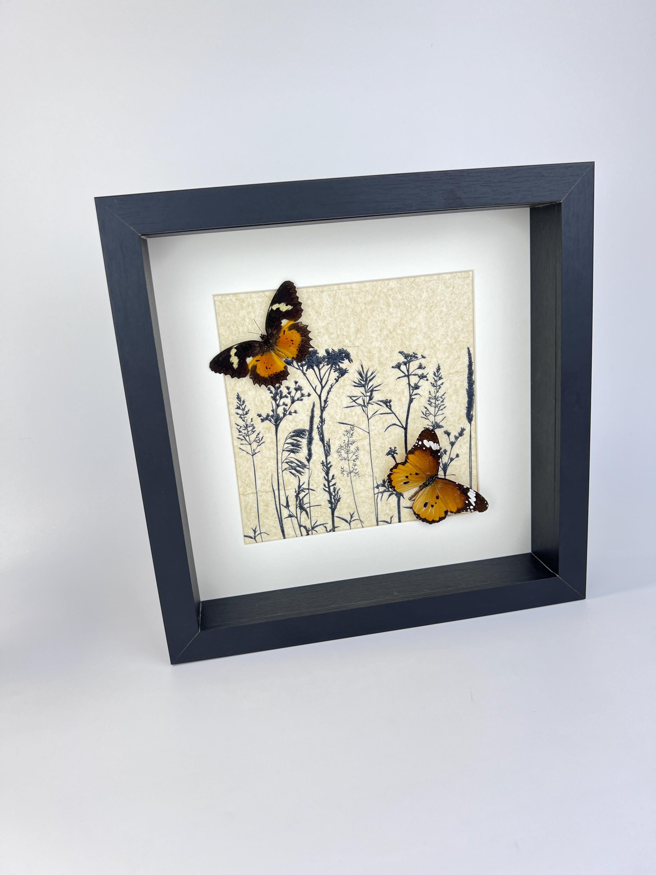 Cethosia hypsea und Danaus chrysippus in einem Rahmen