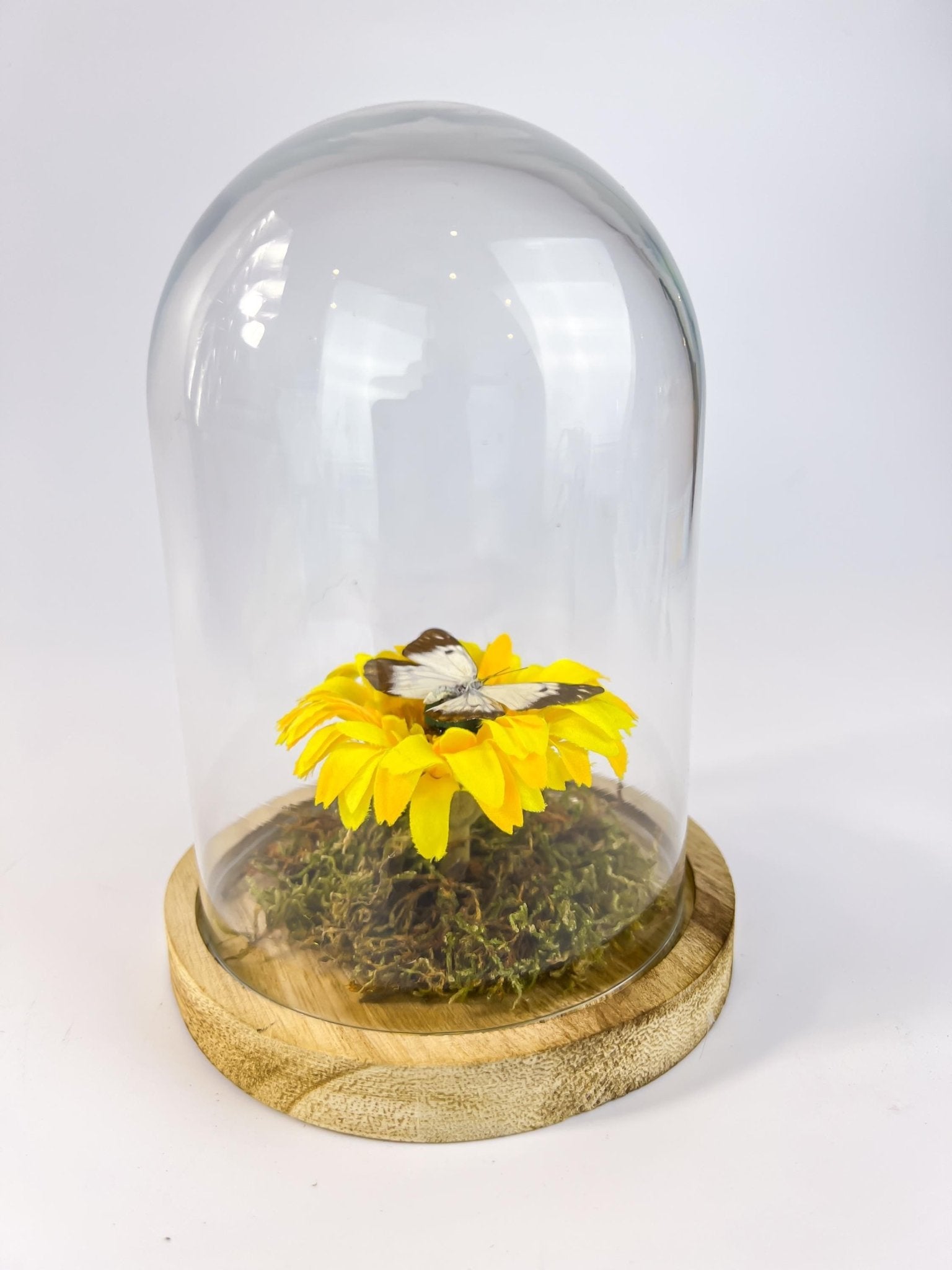 Belenois Java und Stoffblume in einer Glasglocke von KEY LIME STORE