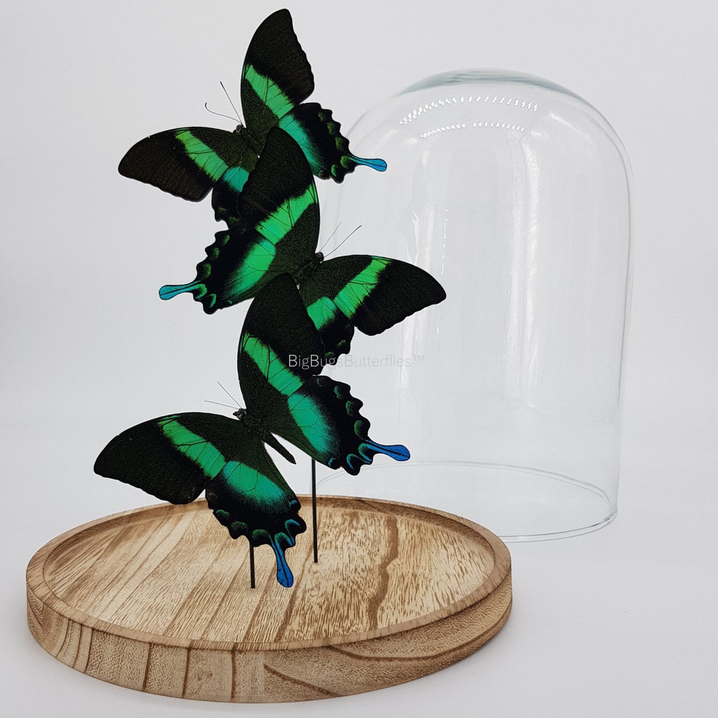 Papilio Blumei in einer Glasglocke von KEY LIME STORE