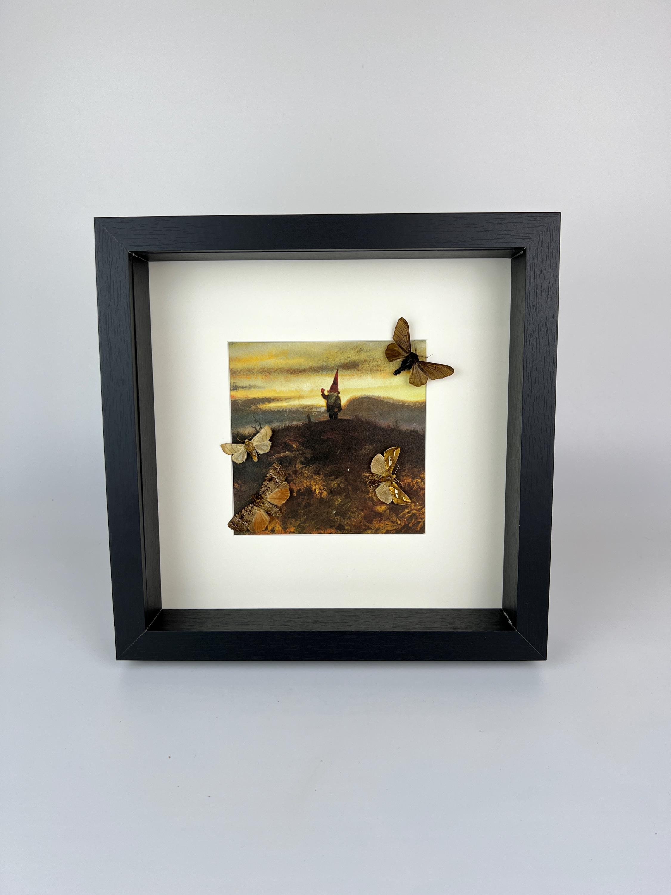 Motten en vlinders op print in lijst