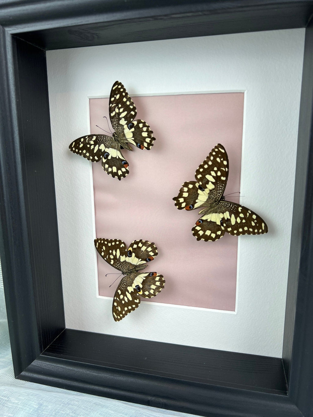 Papilio Demoleus in einem Rahmen von KEY LIME STORE