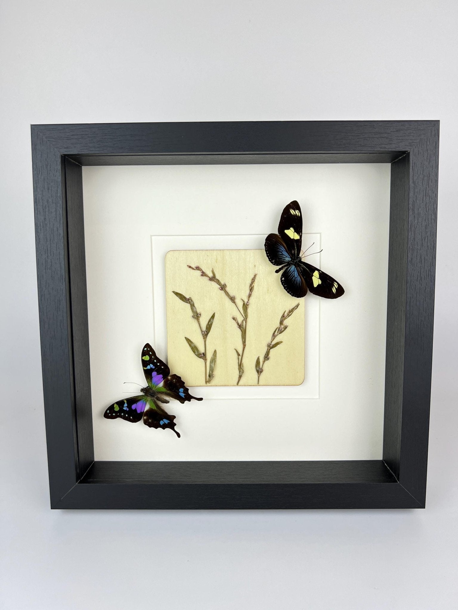 Heliconius und Graphium Weiskei mit Trockenblumen in einem Rahmen von KEY LIME STORE