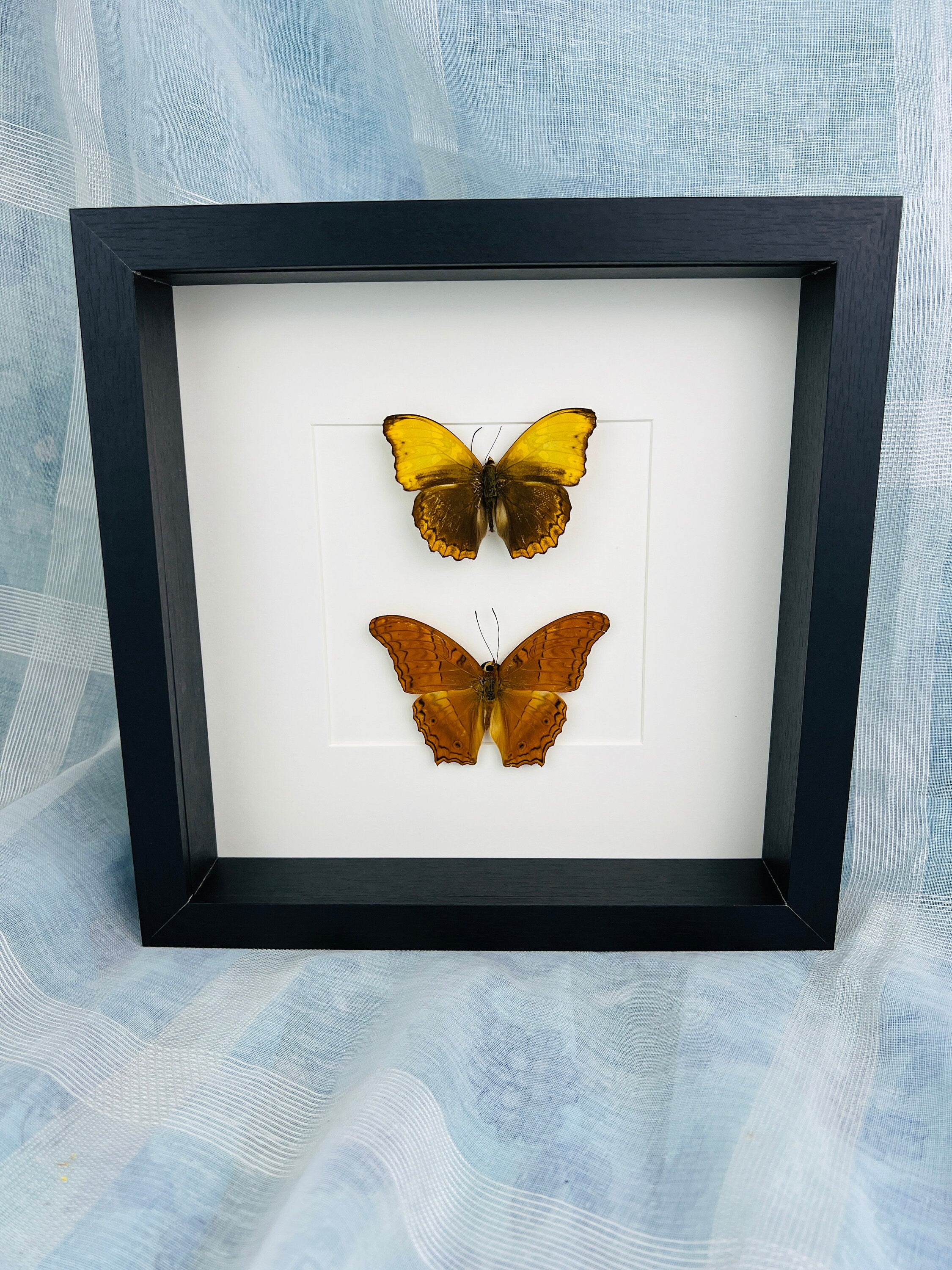 Cymothoe Haynac und Vindula Erota in einem Rahmen