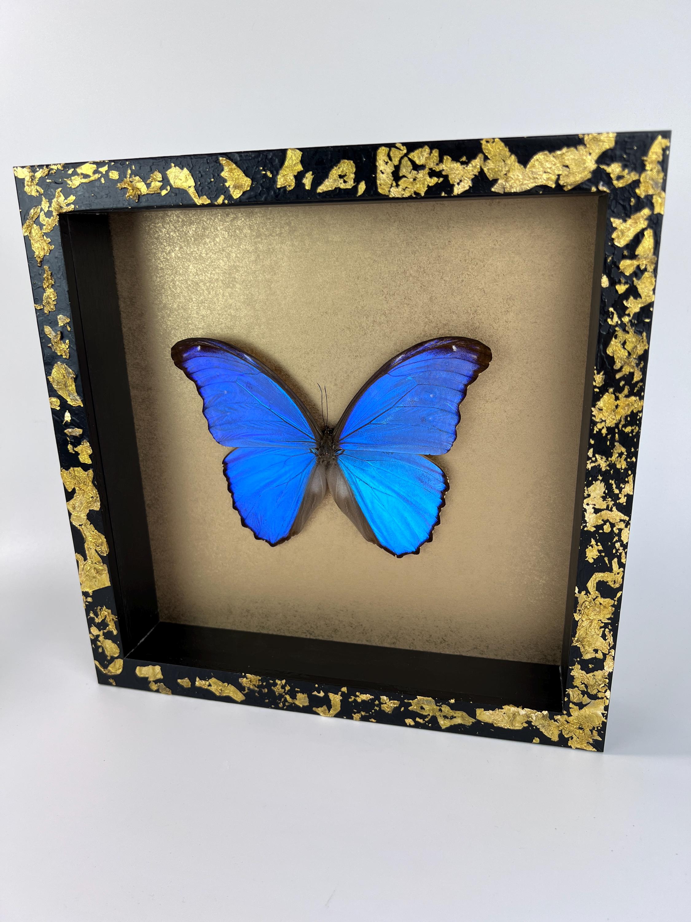 Morpho Didius auf Blattgold, gerahmt