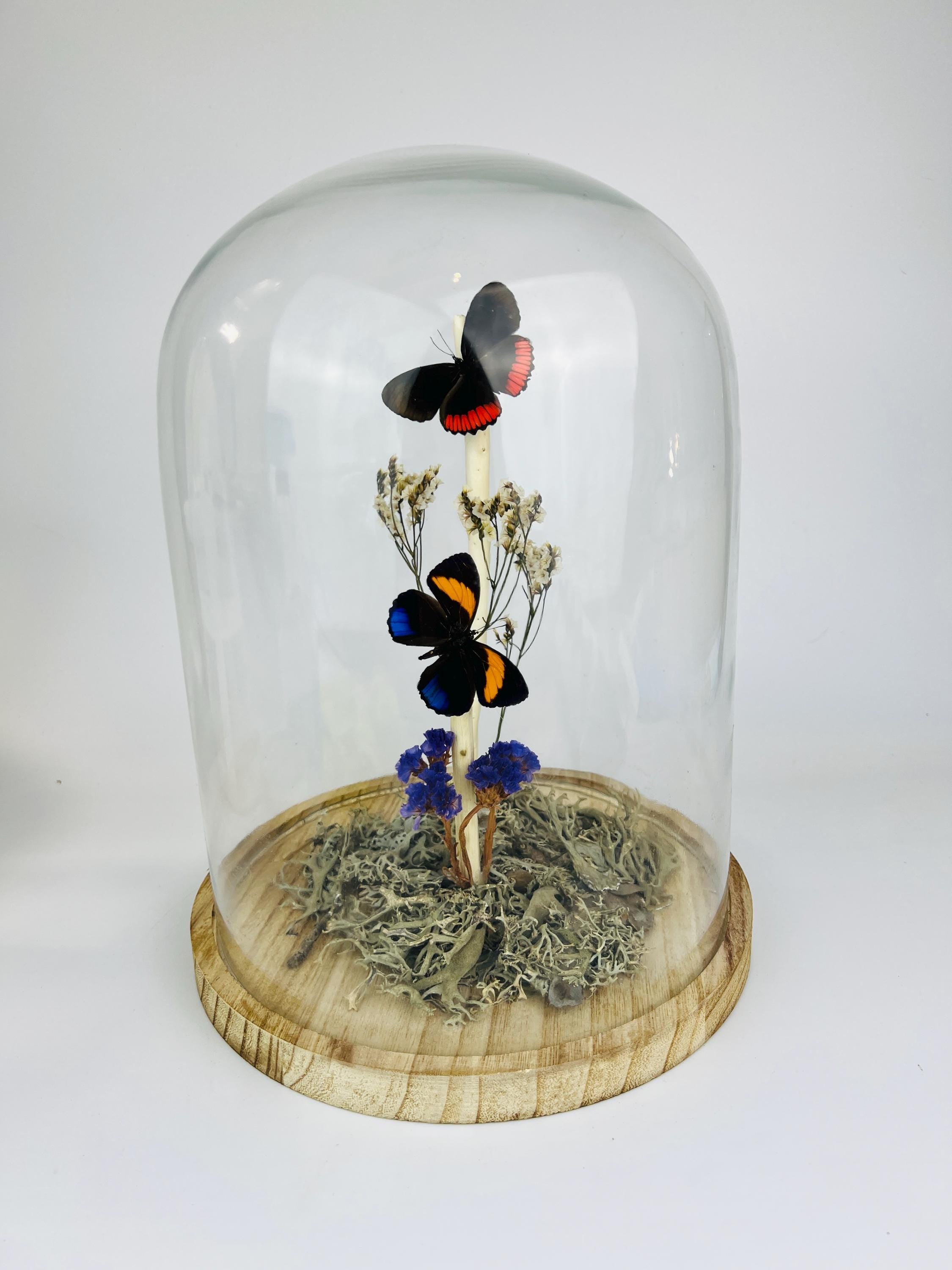 Callicore en Biblis Hyperia in stolp