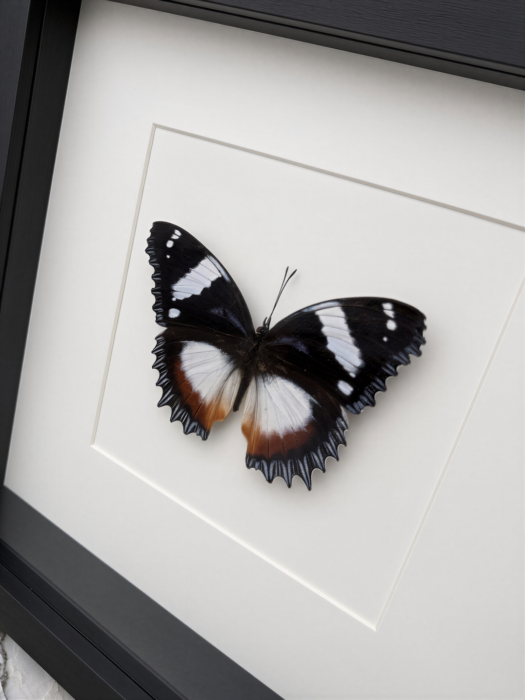 A framed image of a butterfly with black, white, and orange wings.