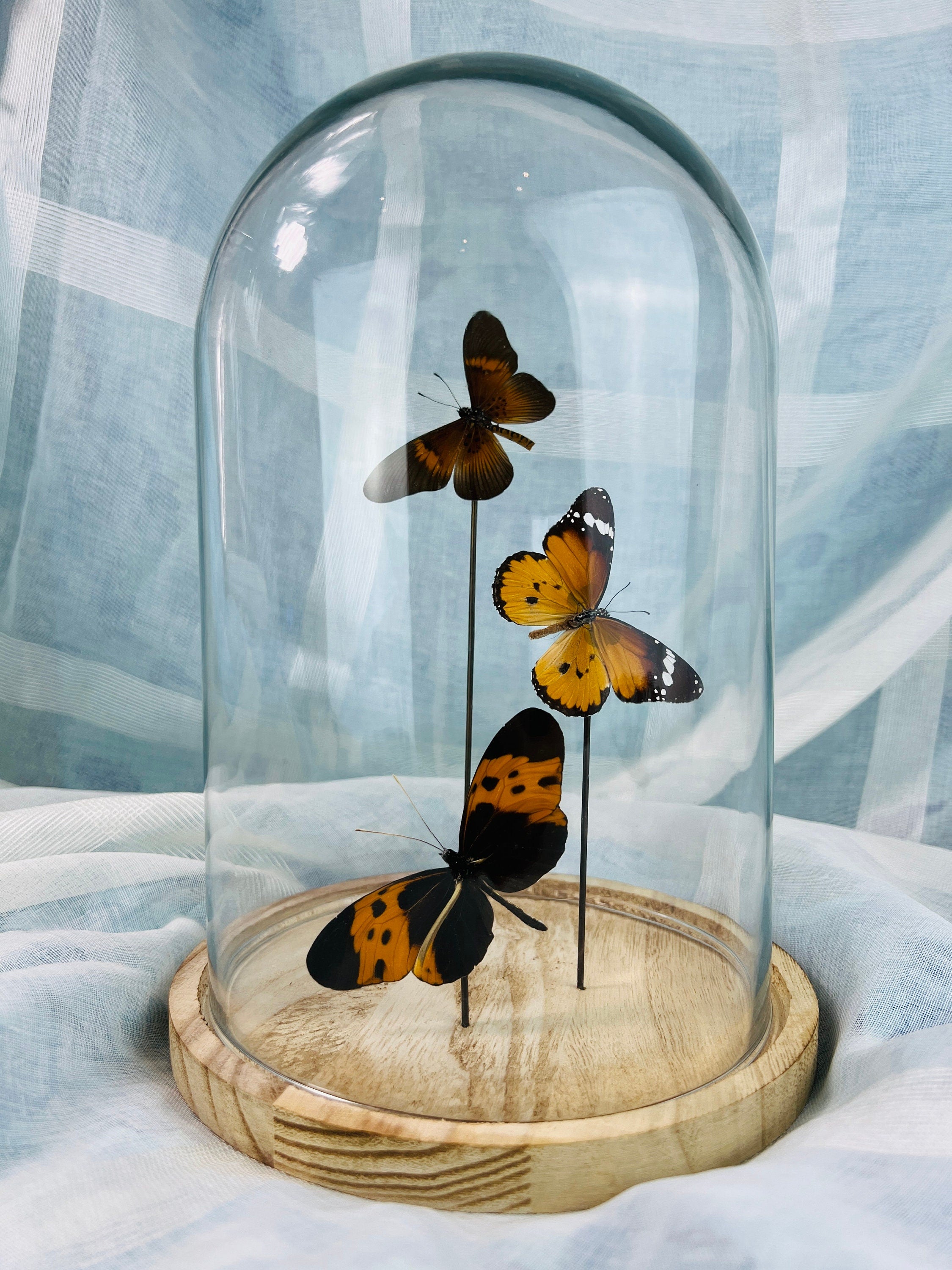 Actinote, Danaus chrysippus und Melinaea in einer Glasglocke