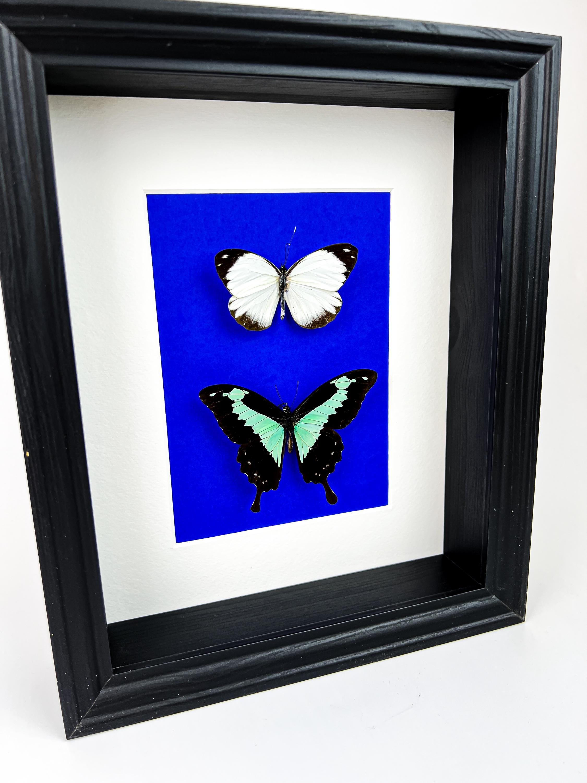 Papilio Phorcas und Appias im Rahmen