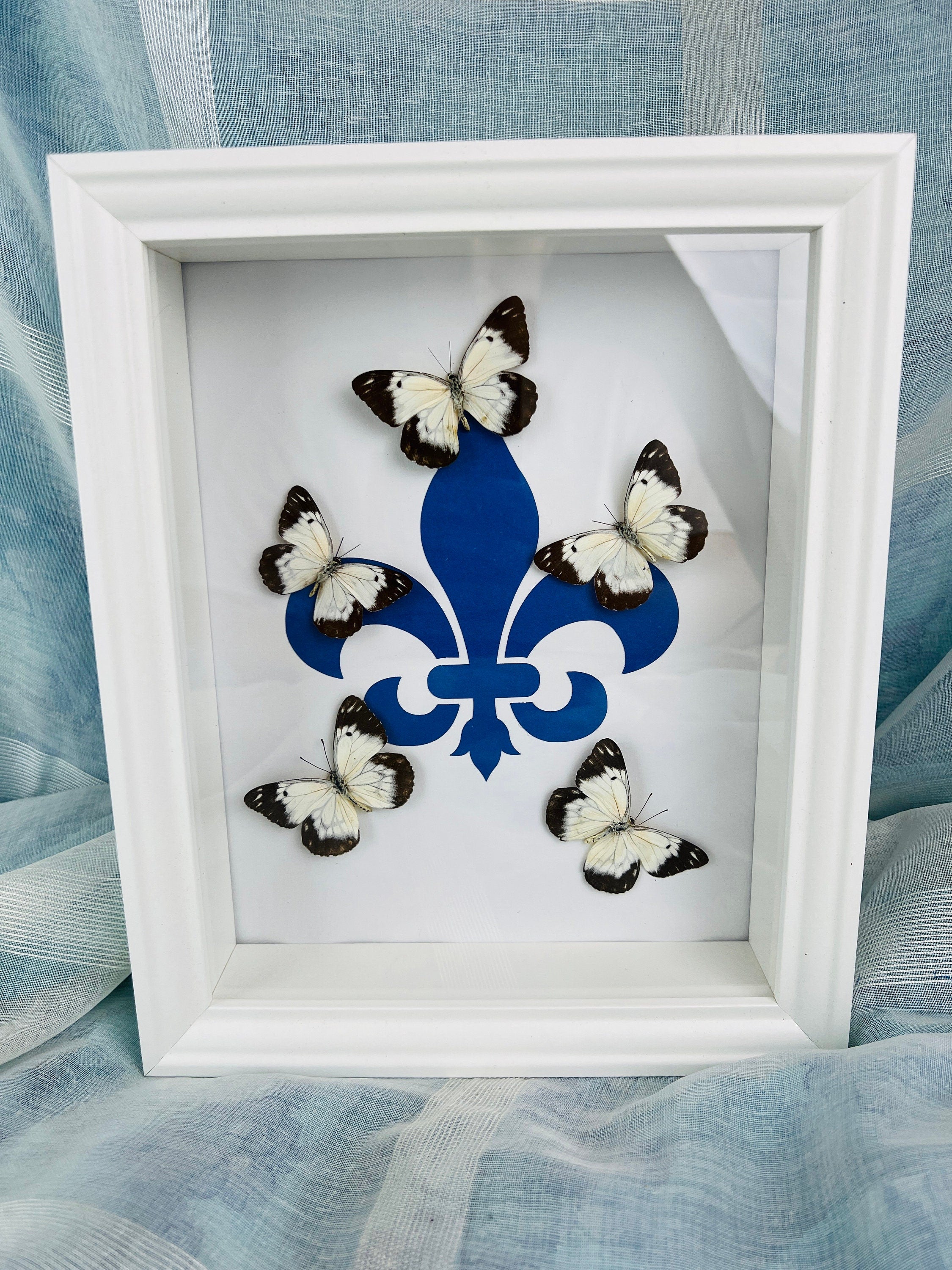 Echte vlinders | Belenois op Fleur de Lis print in lijst (28x23cm)