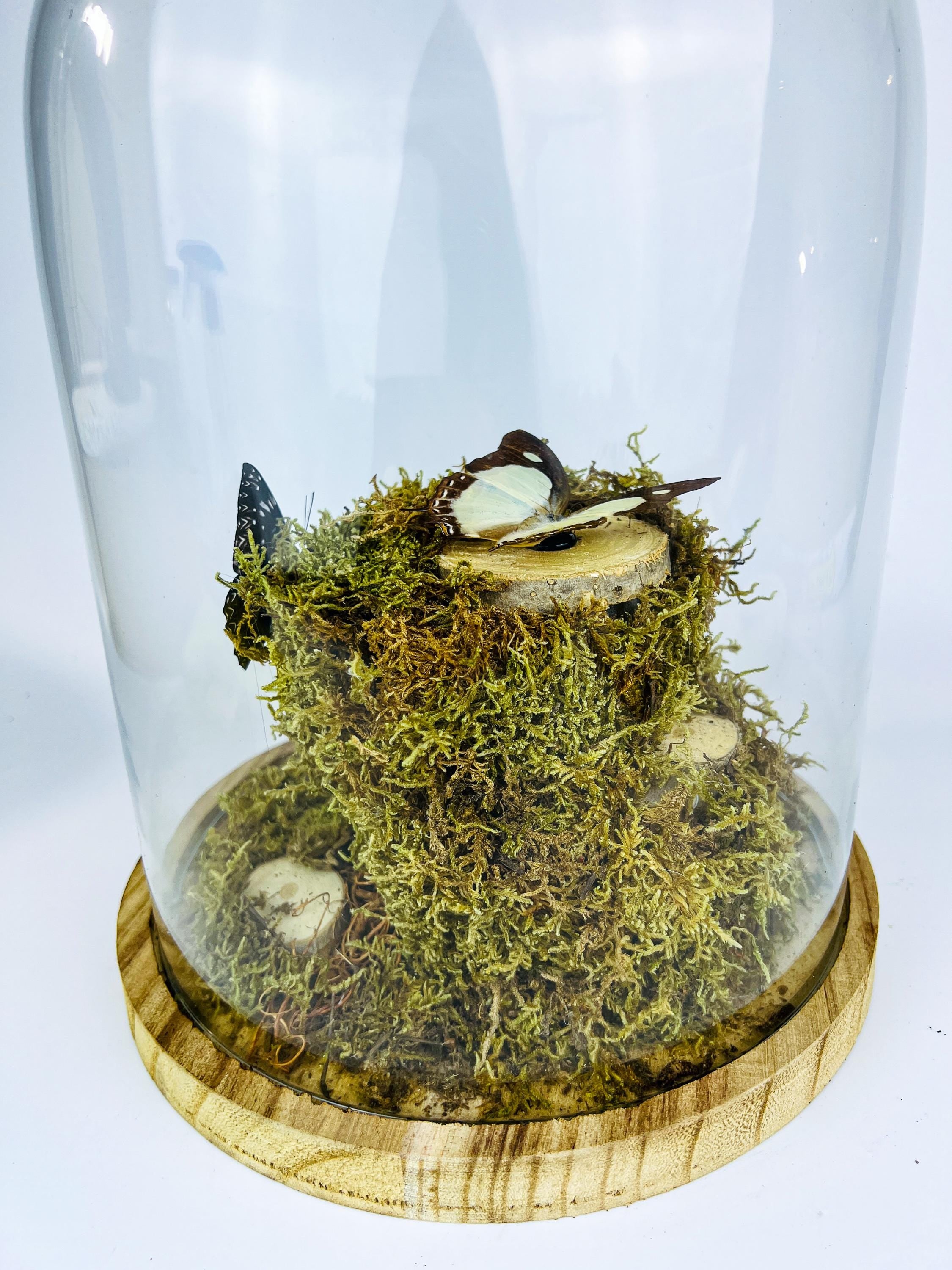 Polyura Athamas, Dichorragia Ninus en Hamadryas Amphinome in stolp