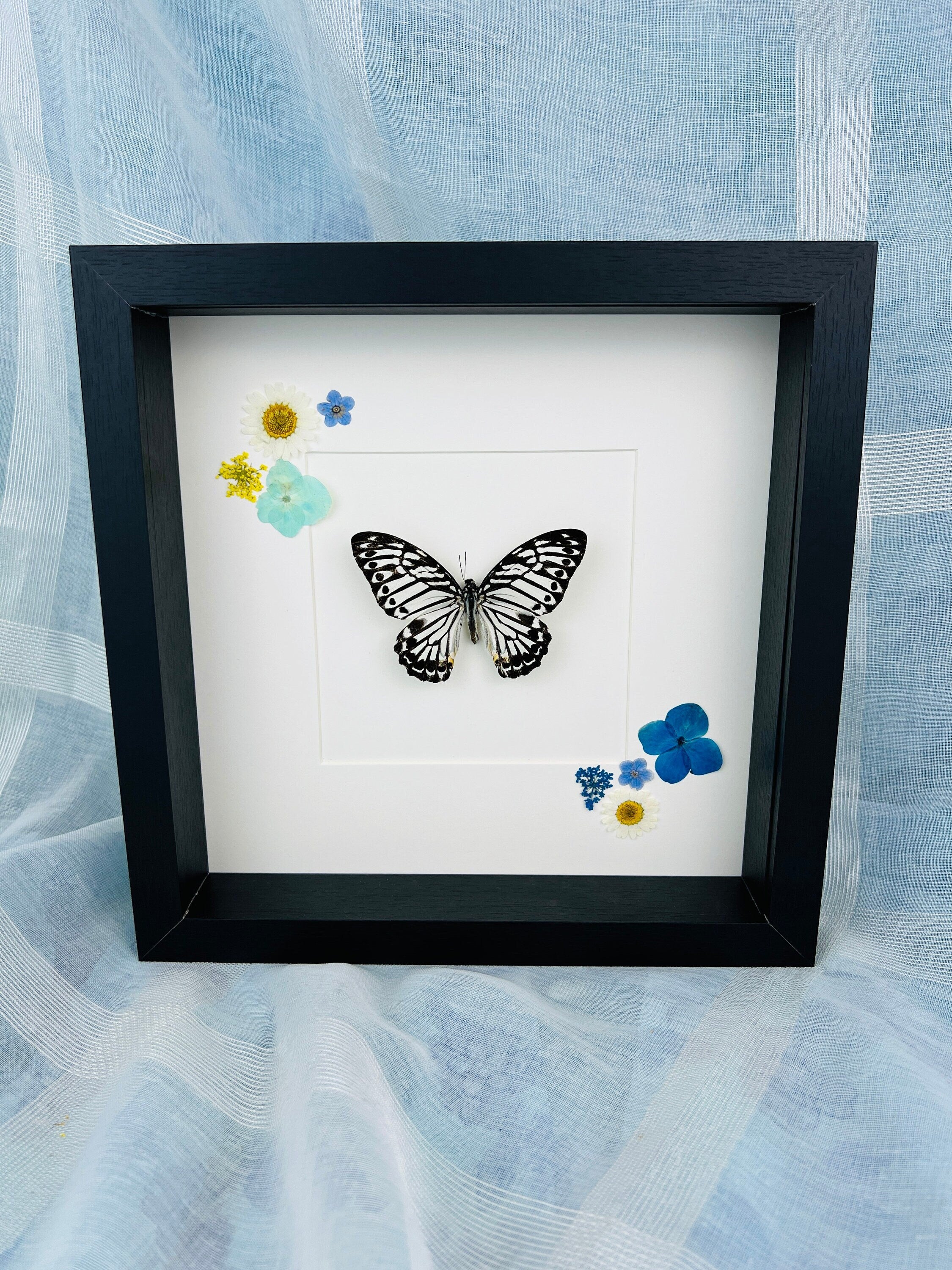 Echte vlinder | Graphium Delesserti en droogbloemen in lijst (25x25cm)