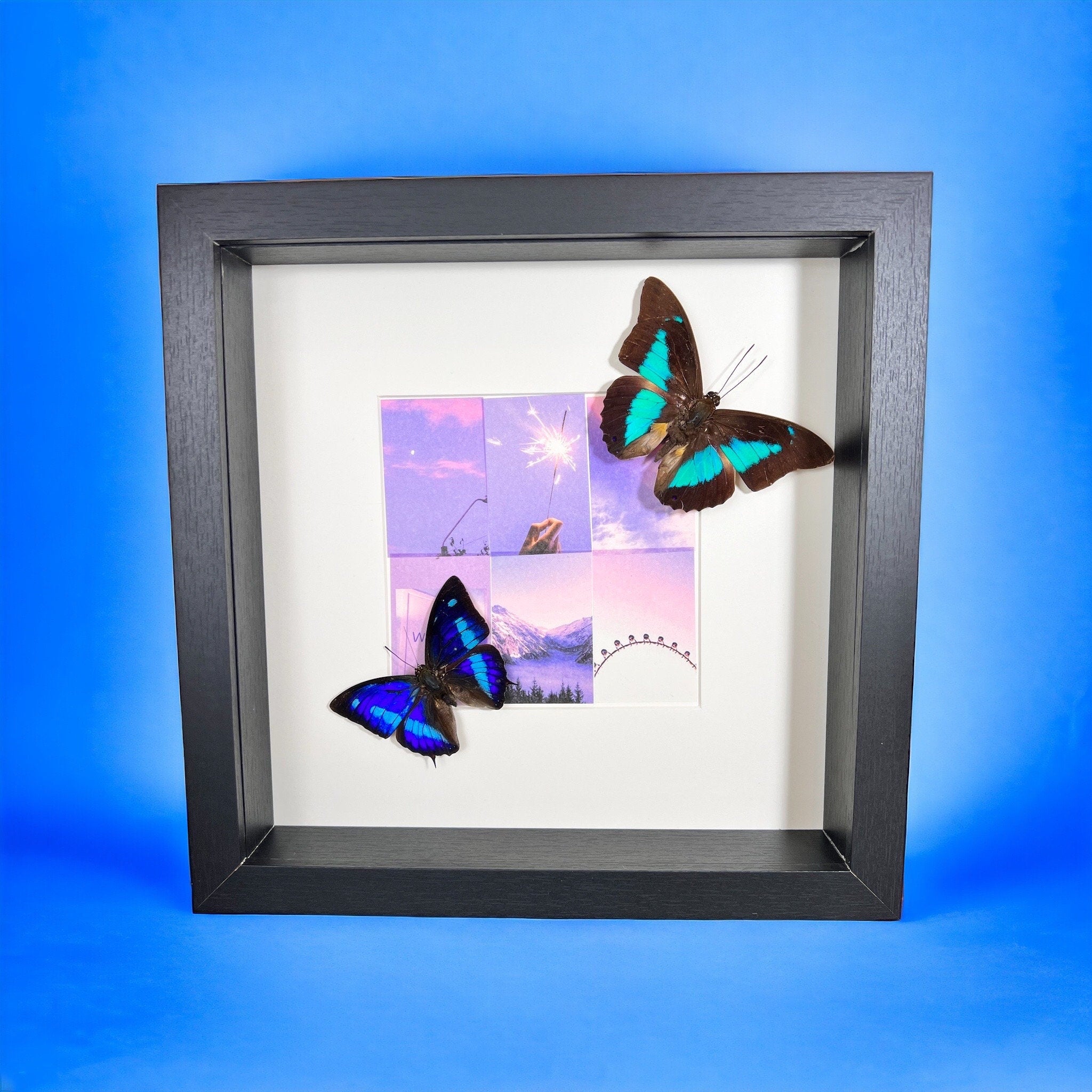 Archaeoprepona Demophon en Prepona Laertes op print in lijst