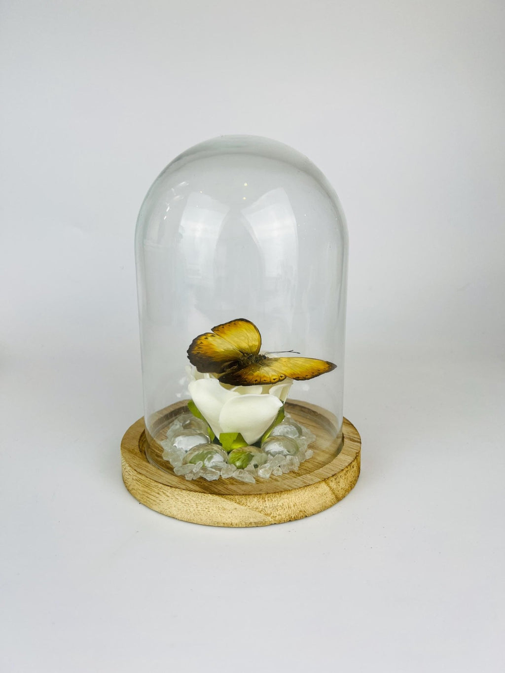 Cymothoe auf einer künstlichen Rose mit Glassteinchen unter einer Glasglocke von KEY LIME STORE