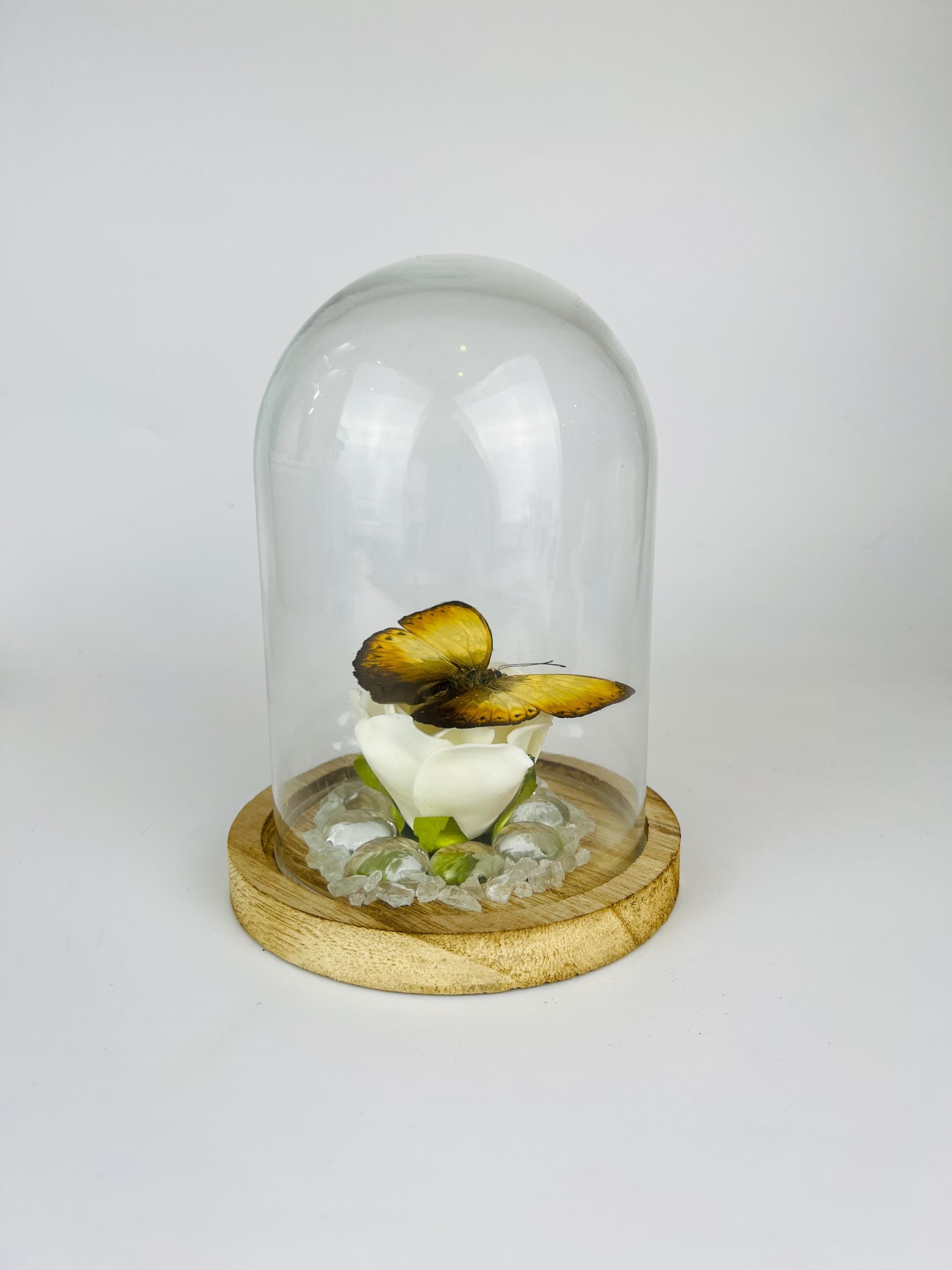 Cymothoe op faux roos met glazen steentjes in stolp