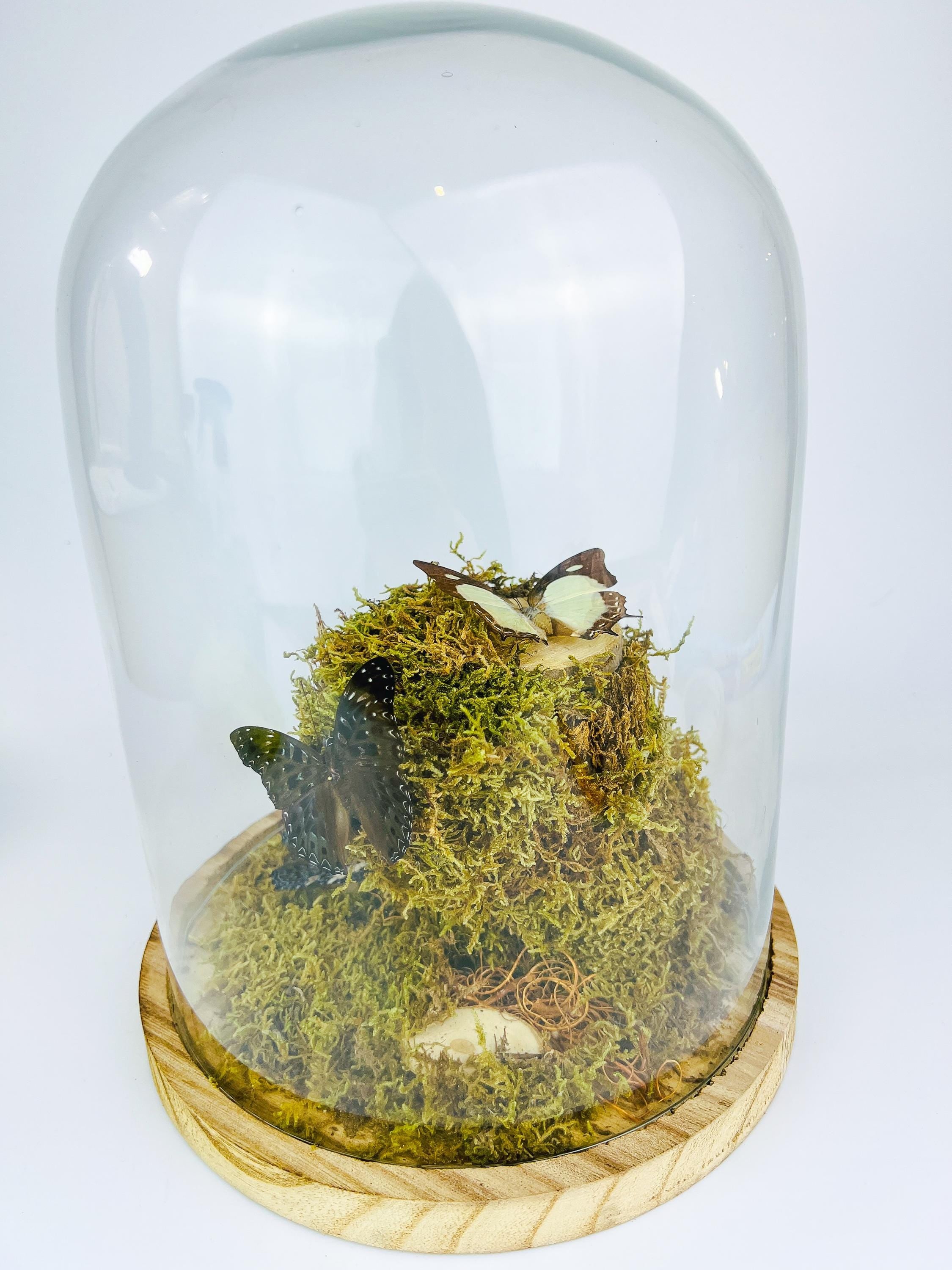 Polyura Athamas, Dichorragia Ninus en Hamadryas Amphinome in stolp