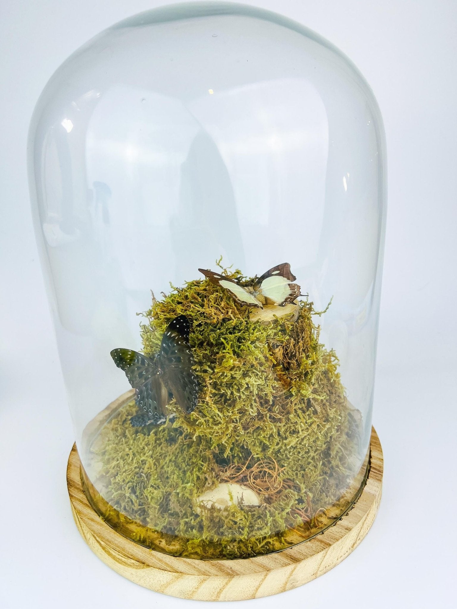 Polyura Athamas, Dichorragia Ninus und Hamadryas Amphinome in einer Glasglocke von KEY LIME STORE
