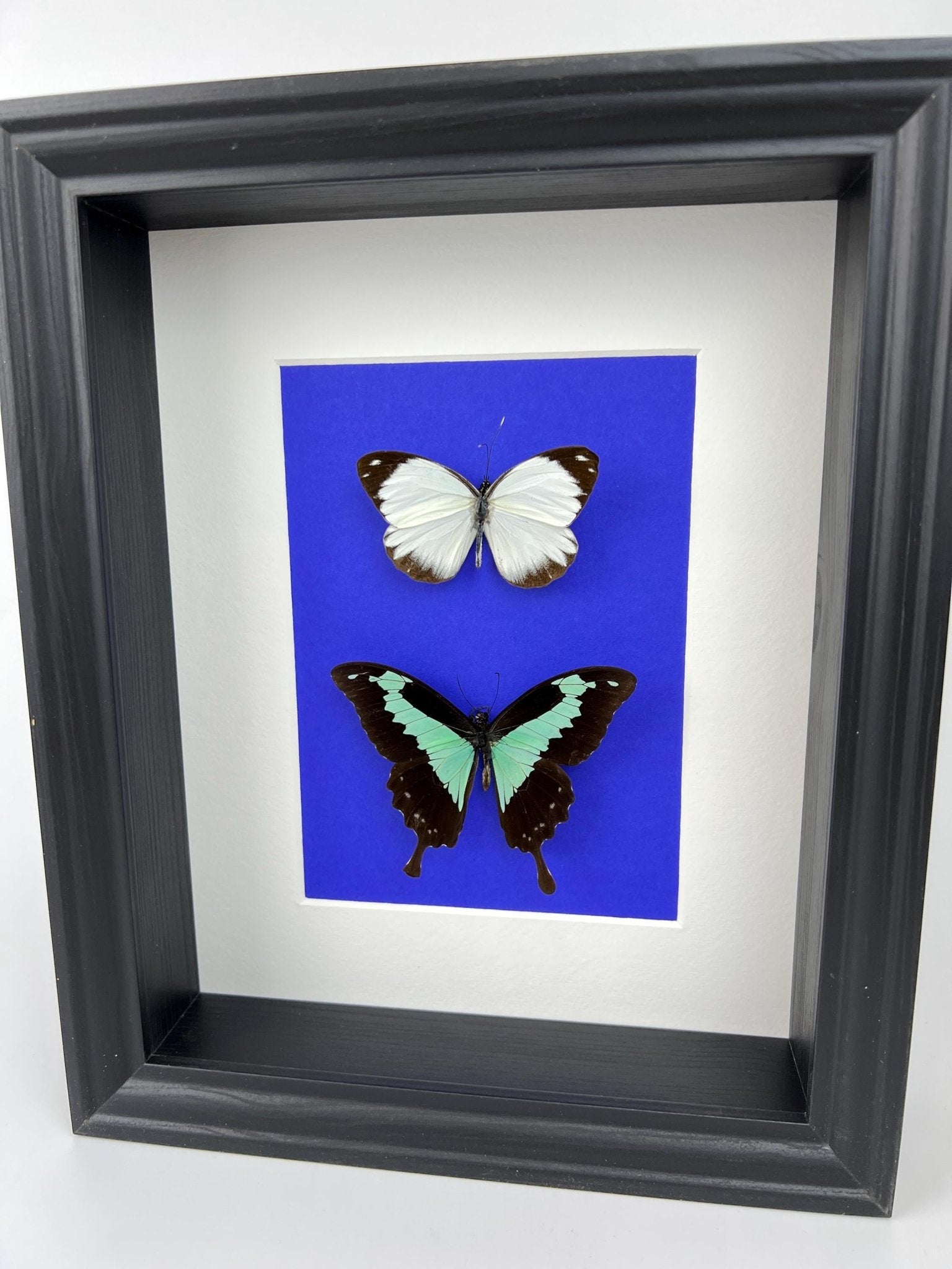 Papilio Phorcas en Appias in lijst by KEY LIME STORE