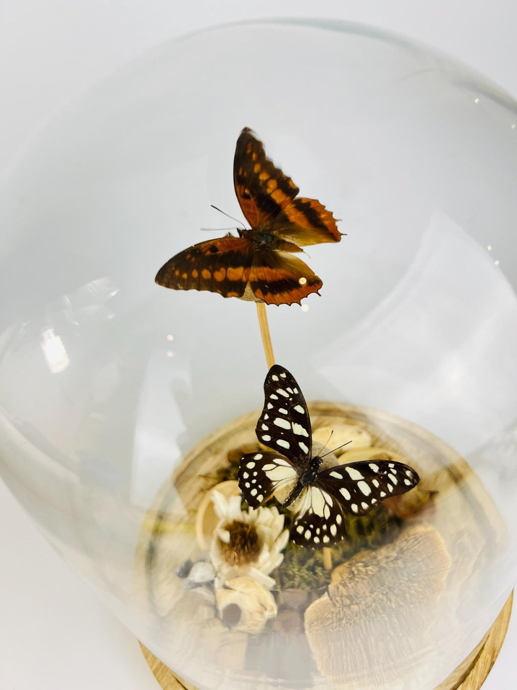 Charaxes und Graphium Leonidas in einer Glasglocke von KEY LIME STORE