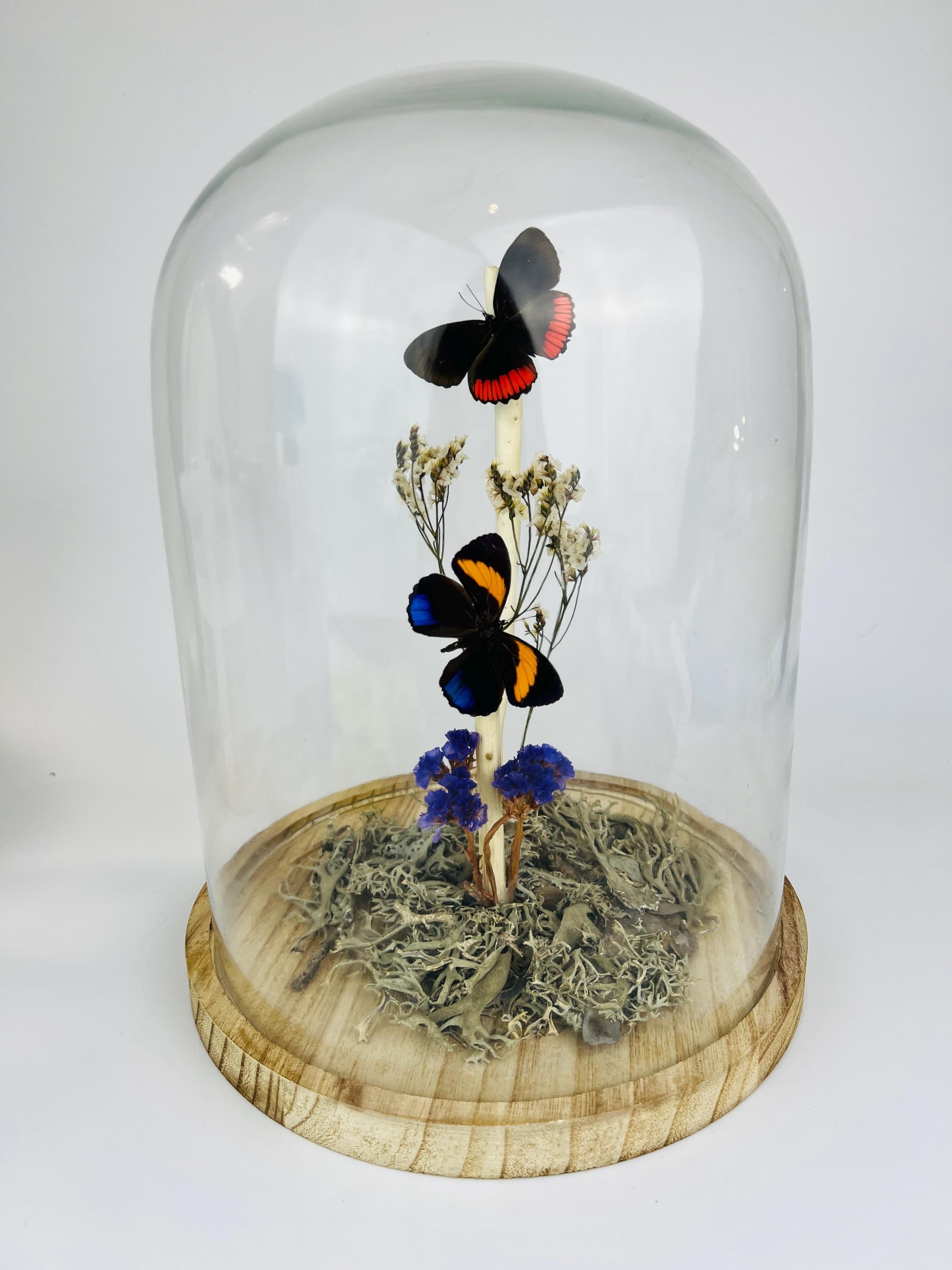 Callicore en Biblis Hyperia in stolp