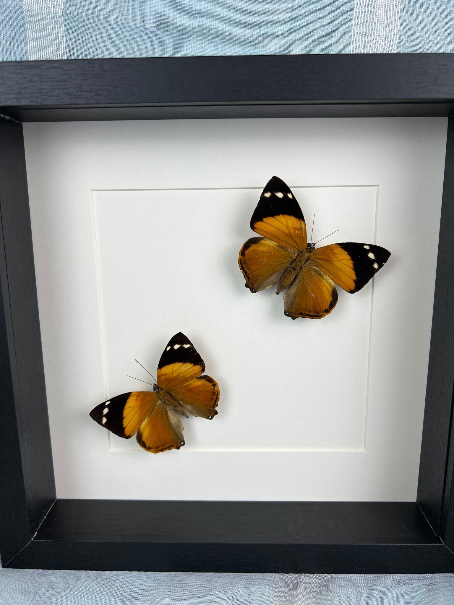 „Smyrna Blomfieldia“ in einem Rahmen von KEY LIME STORE