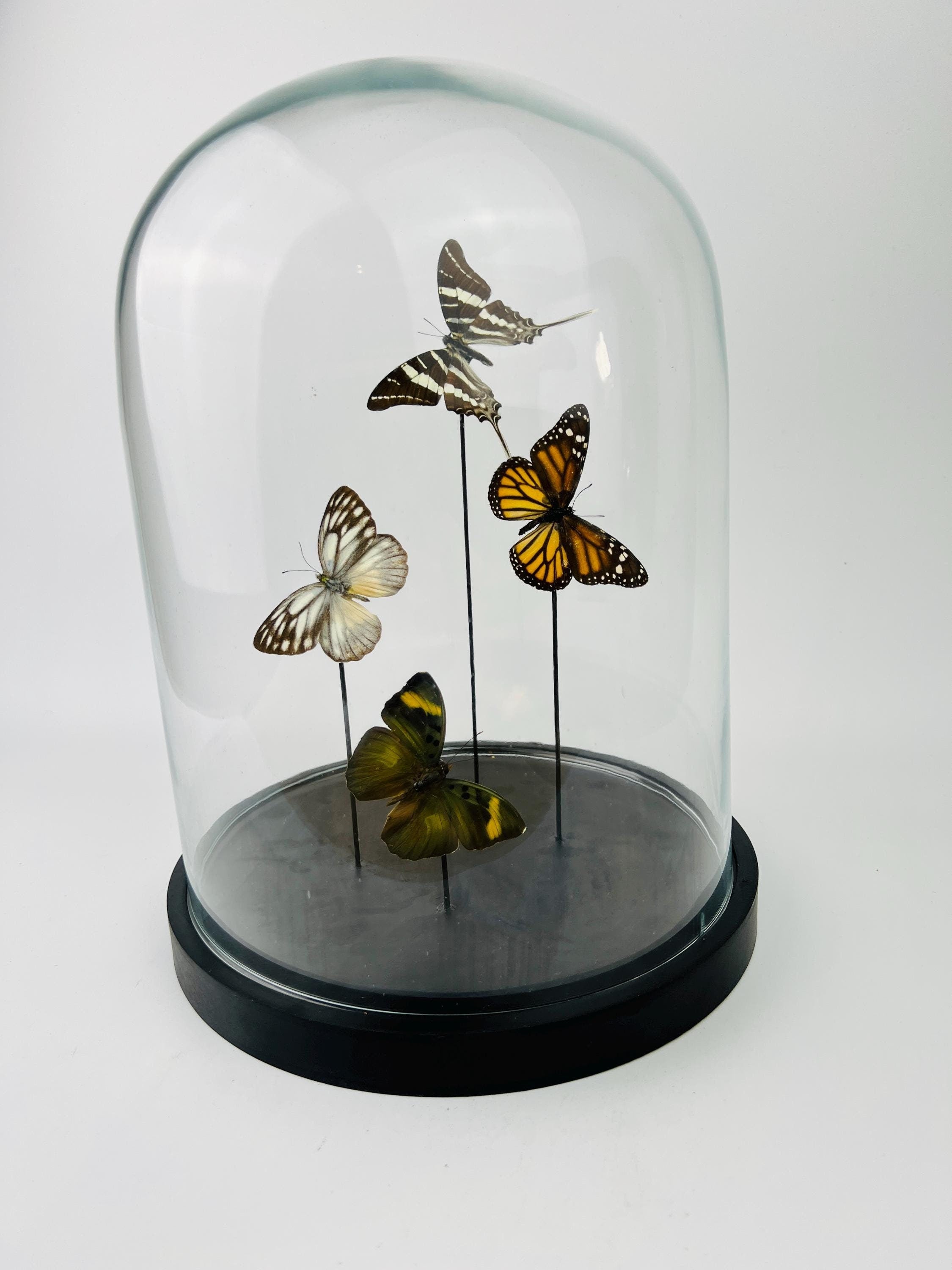 Mix vlinders in stolp