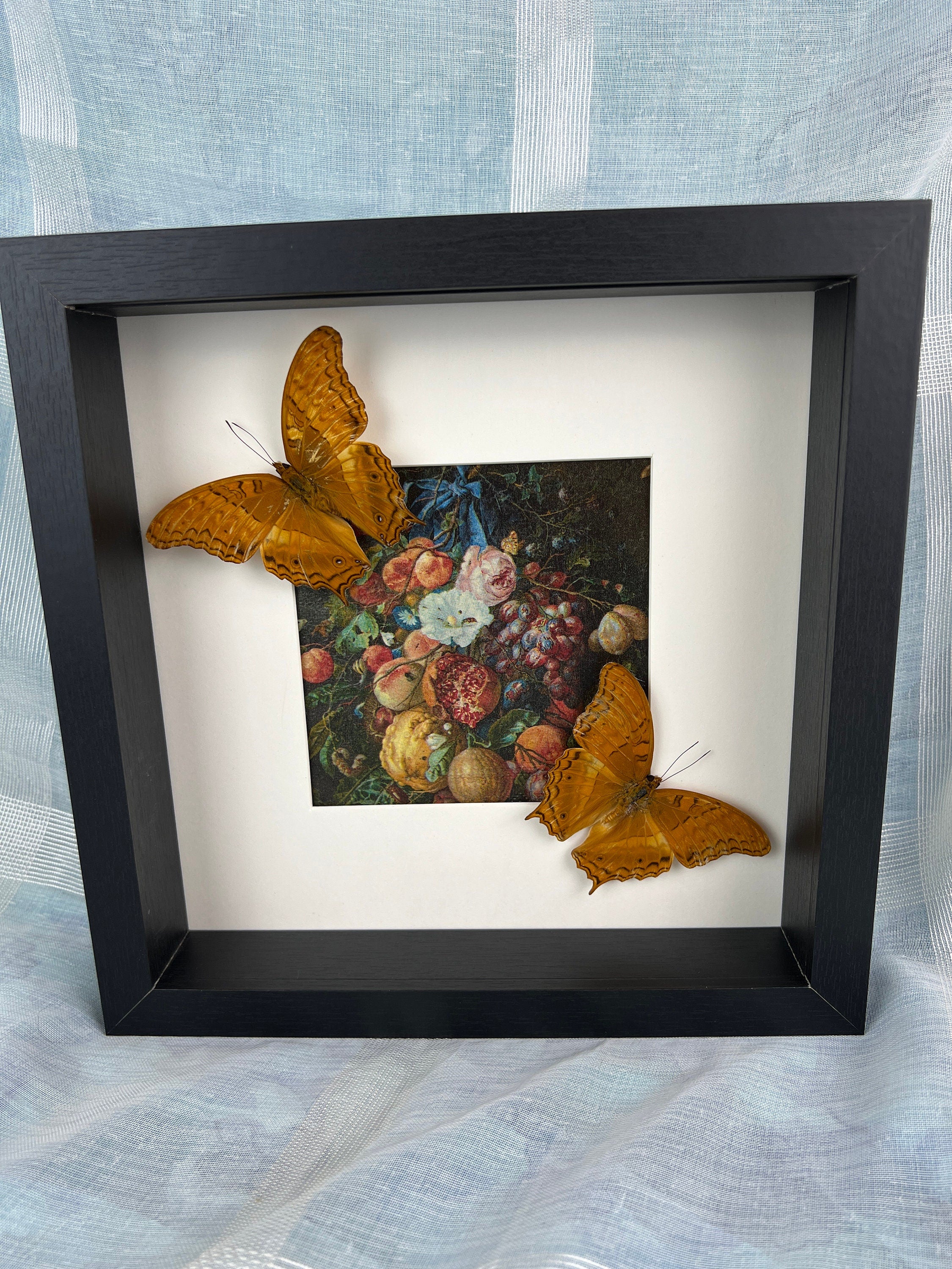 Vindula Arsinoe als Druck in einem Rahmen