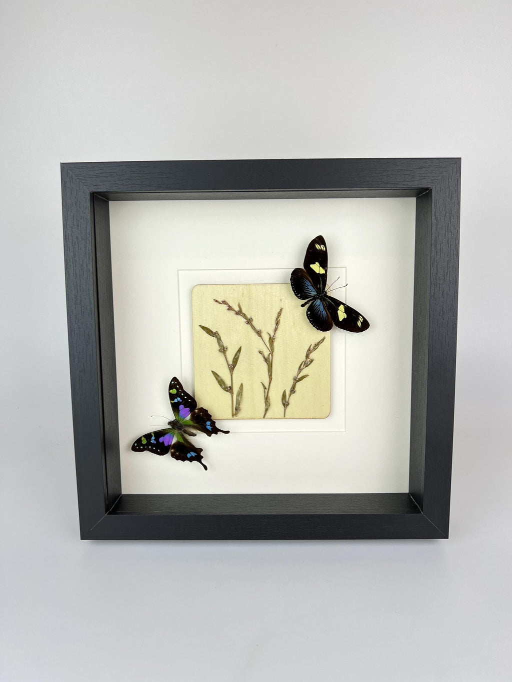Heliconius und Graphium Weiskei mit Trockenblumen in einem Rahmen von KEY LIME STORE