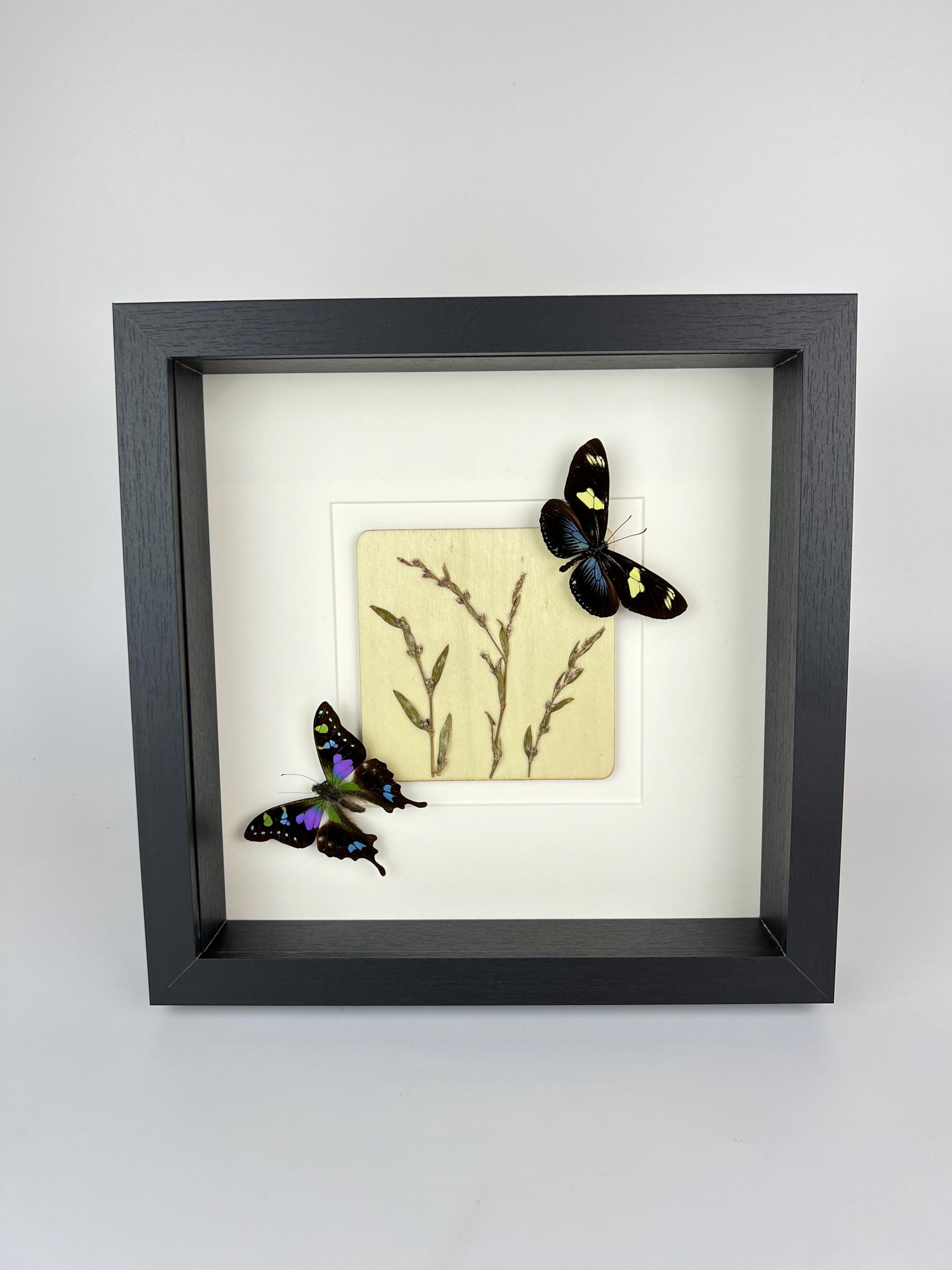 Heliconius- und Graphium-Weiskei mit Trockenblumen im Rahmen