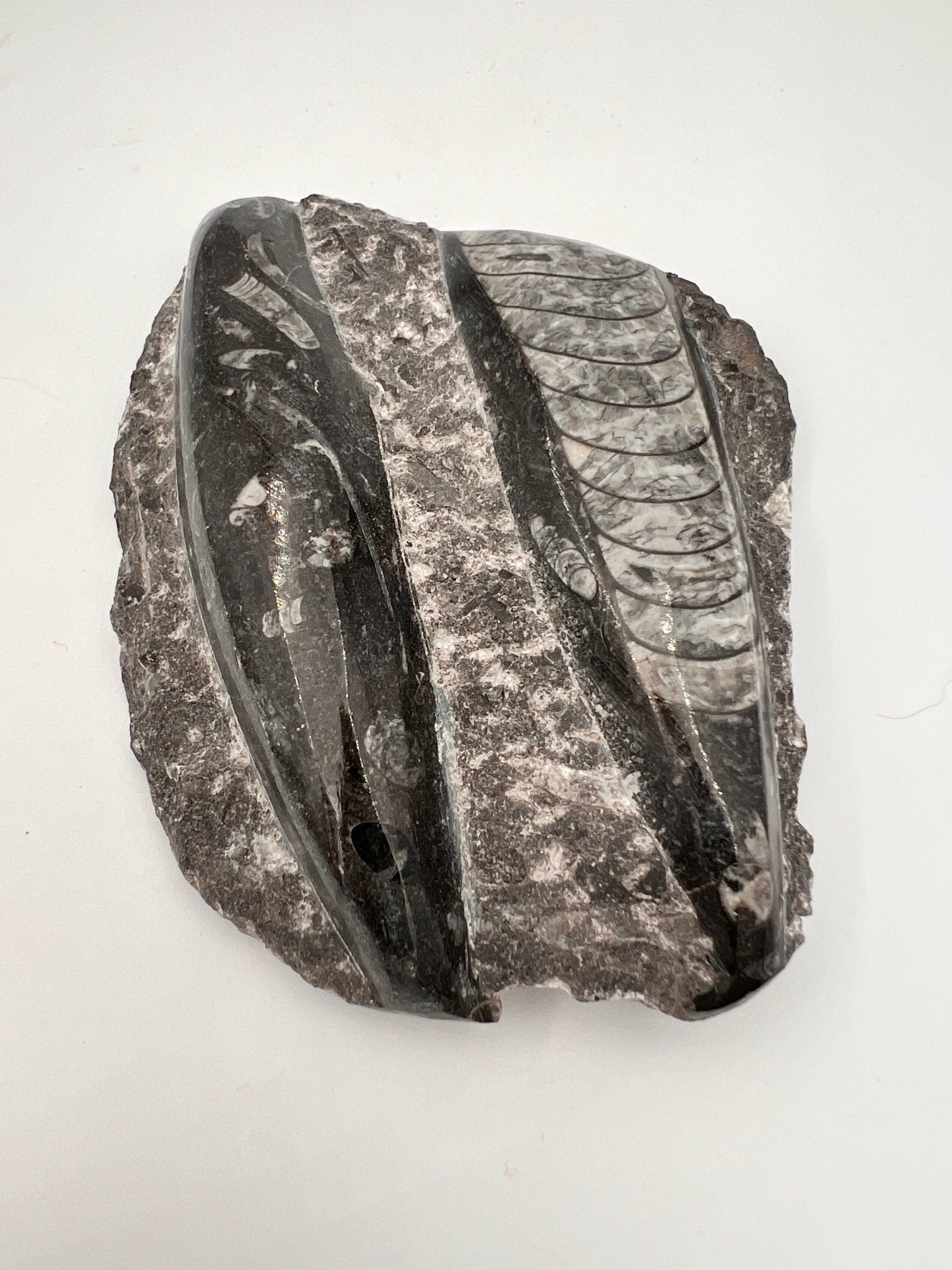 Orthoceras – Fossil von KEY LIME STORE
