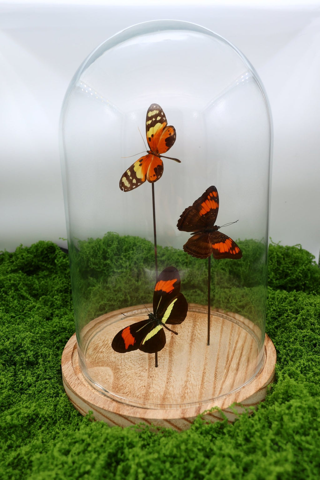 Melinaea, Adelpha und Heliconius in einer Glasglocke von KEY LIME STORE