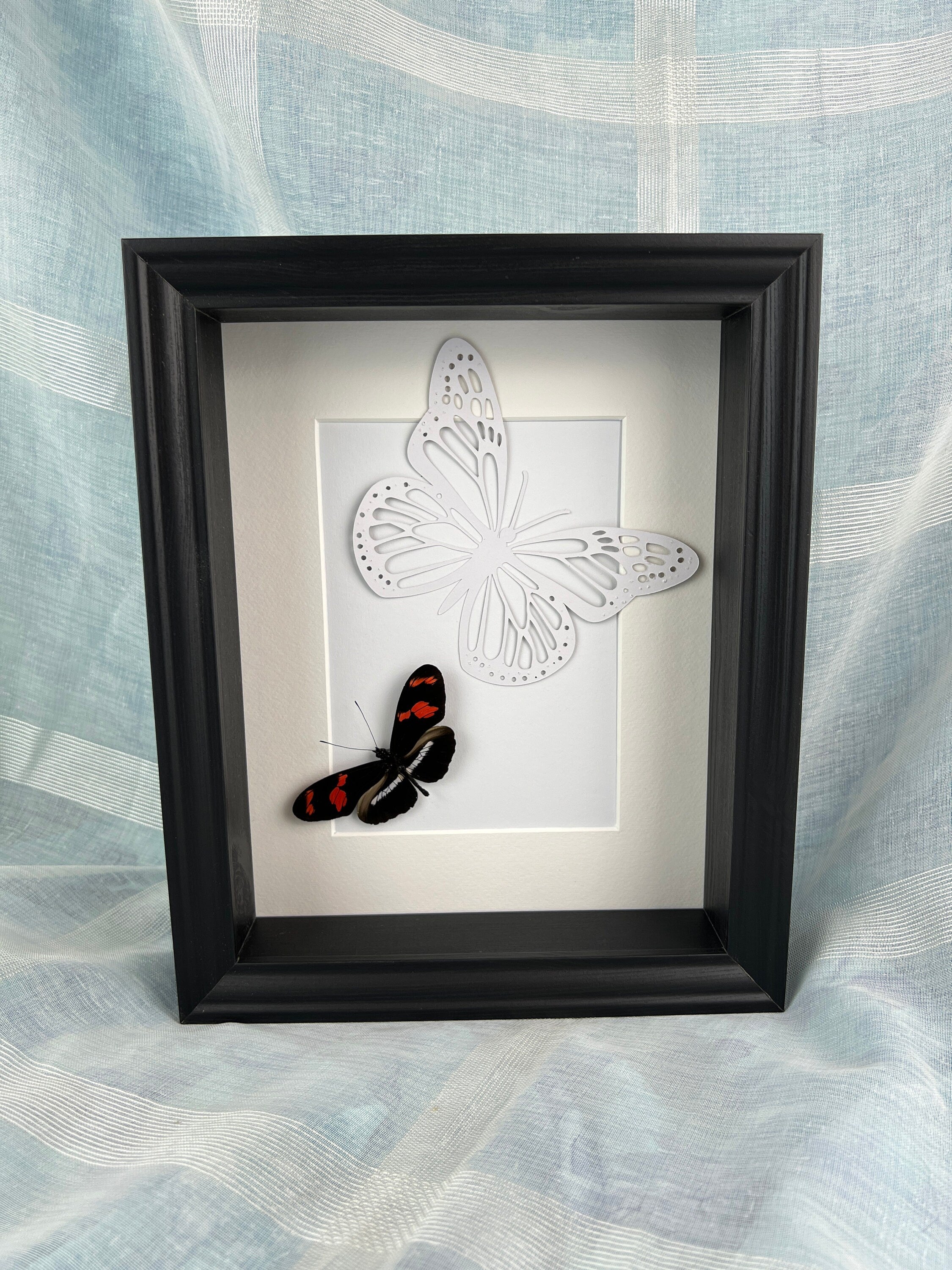 Heleconius auf Schmetterlingsdruck in einem Rahmen