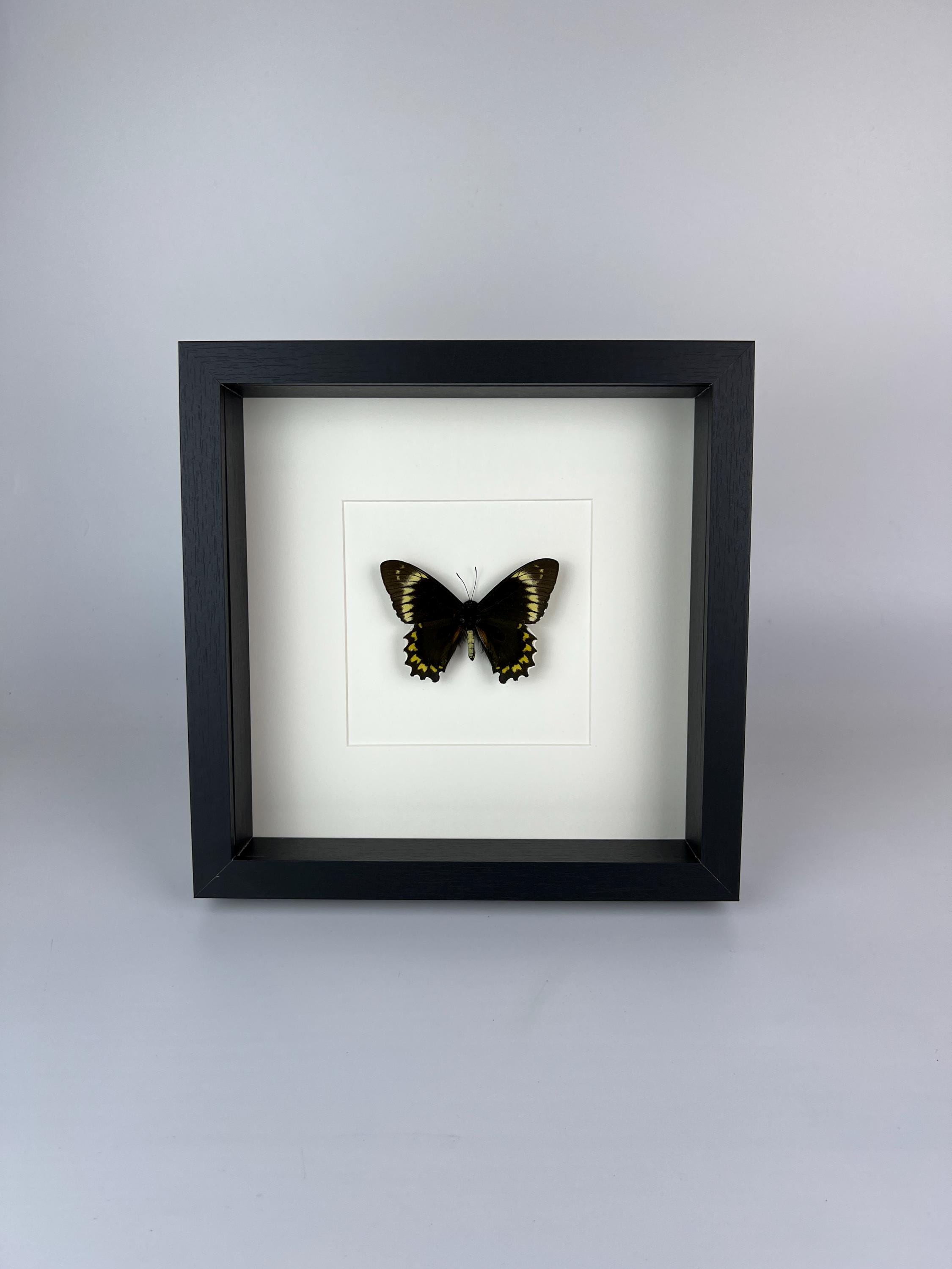 Battus Madyes Chlorodamas in lijst