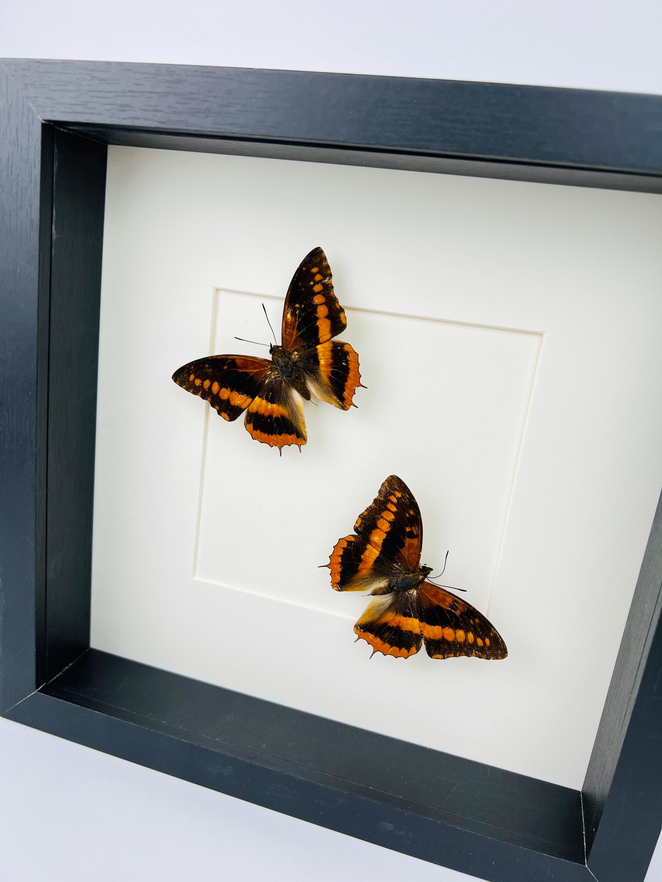 Charaxes Lucretia in einem Rahmen