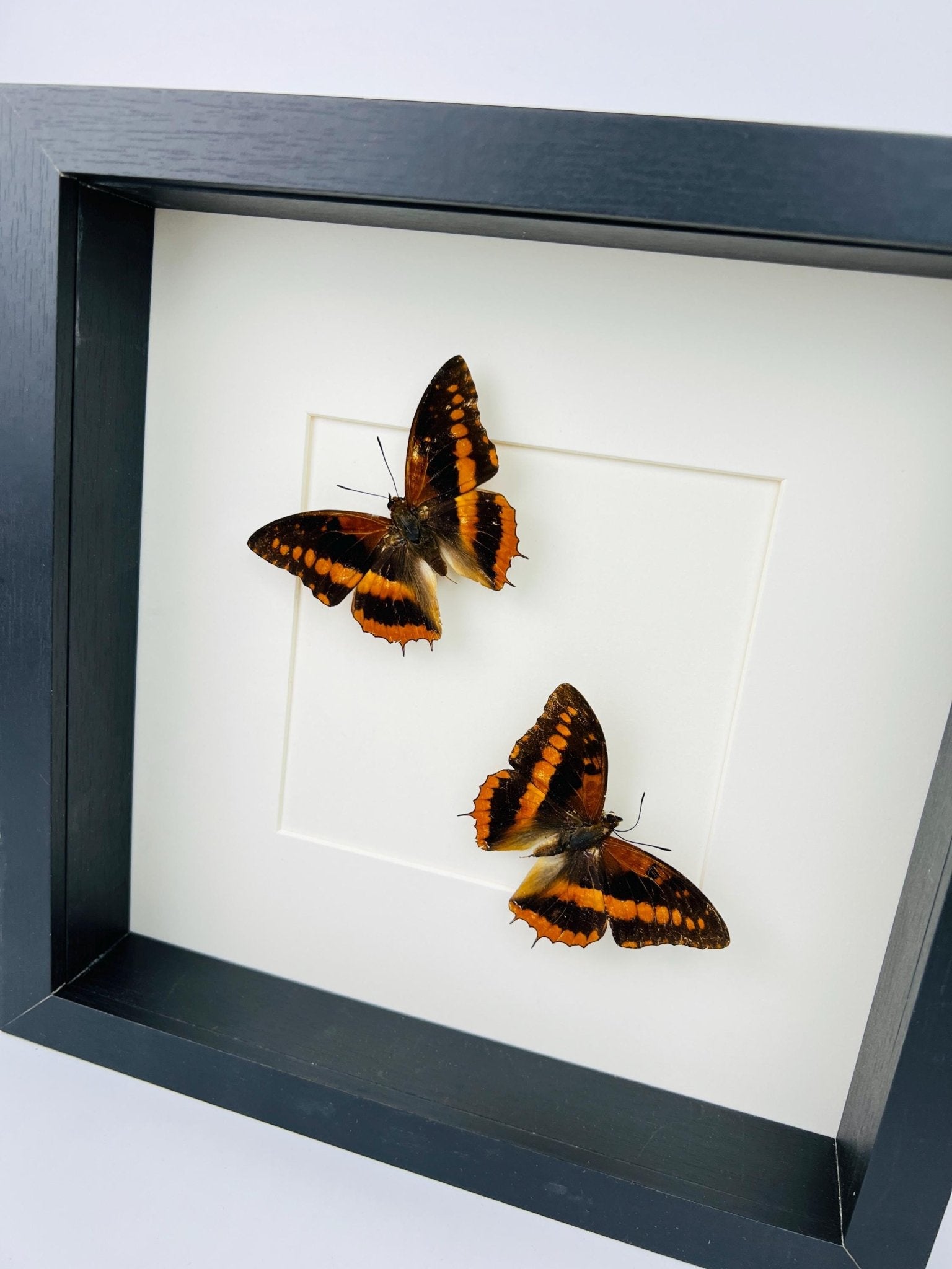 Charaxes Lucretia in einem Rahmen von KEY LIME STORE
