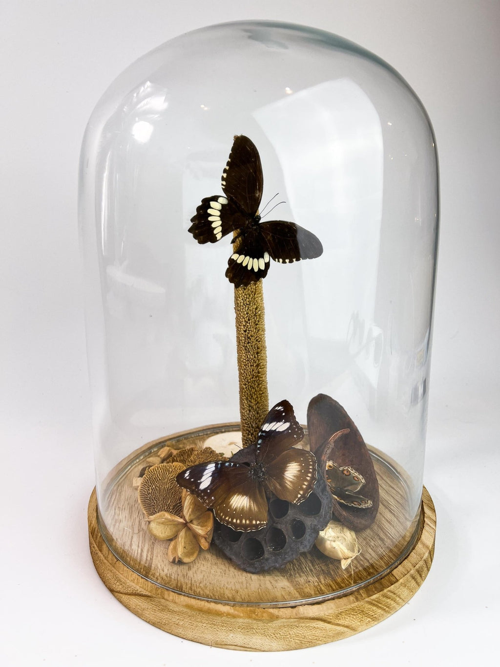 Papilio Polytes, Hypolimnas Bolina und Junonia Coenia in einer Glasglocke von KEY LIME STORE