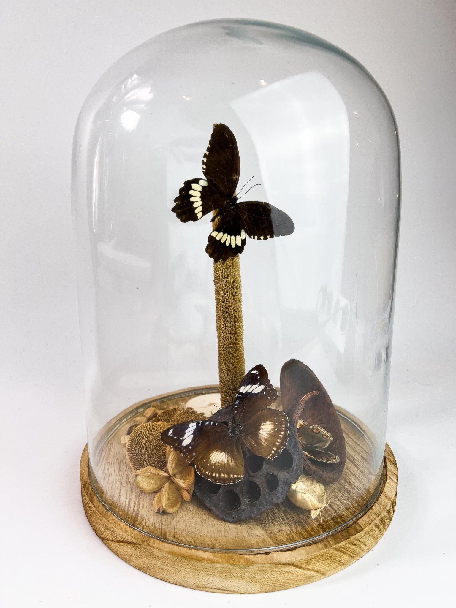 Papilio Polytes, Hypolimnas Bolina und Junonia Coenia in einer Glasglocke von KEY LIME STORE