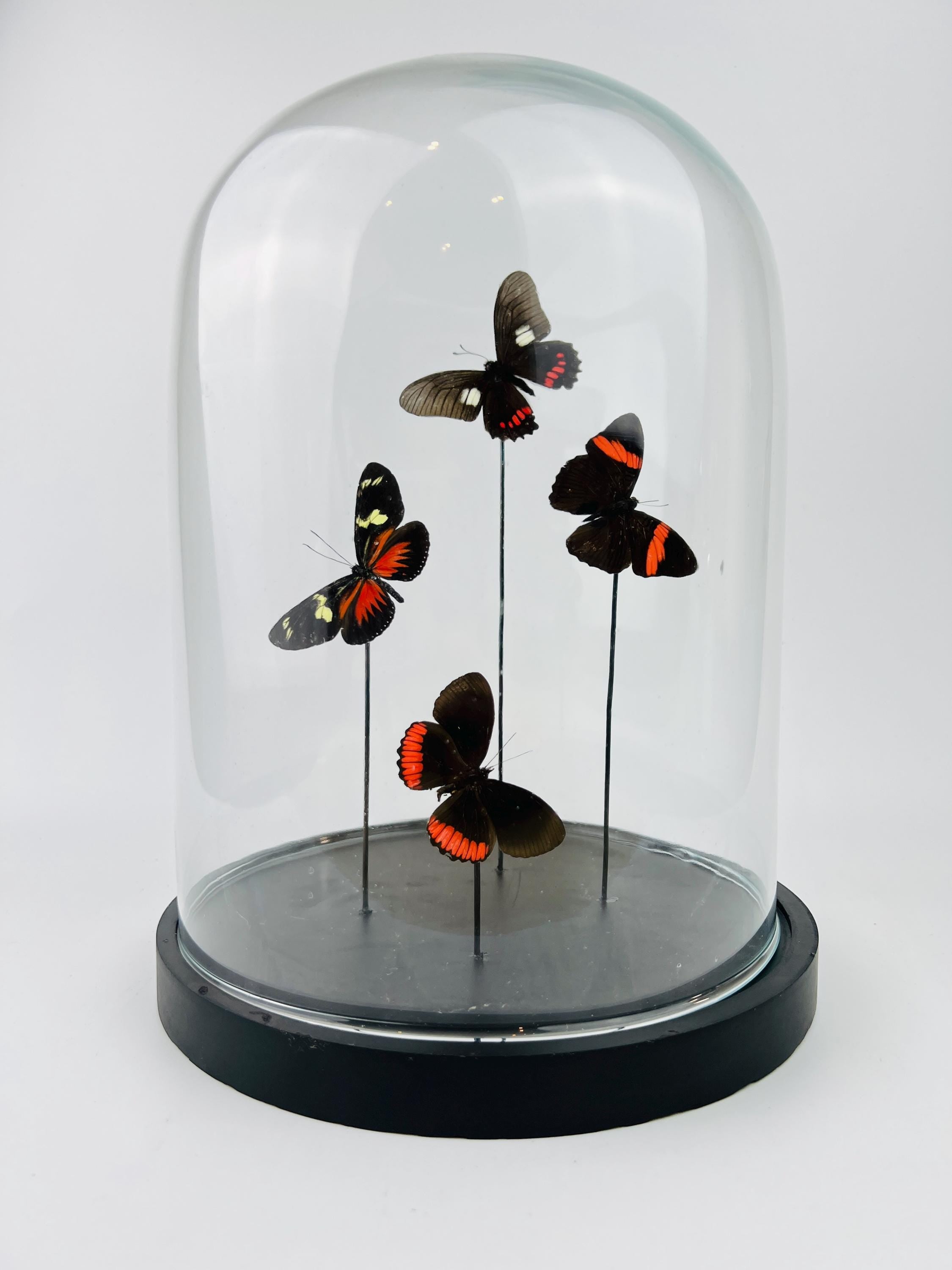 Mix vlinders in stolp