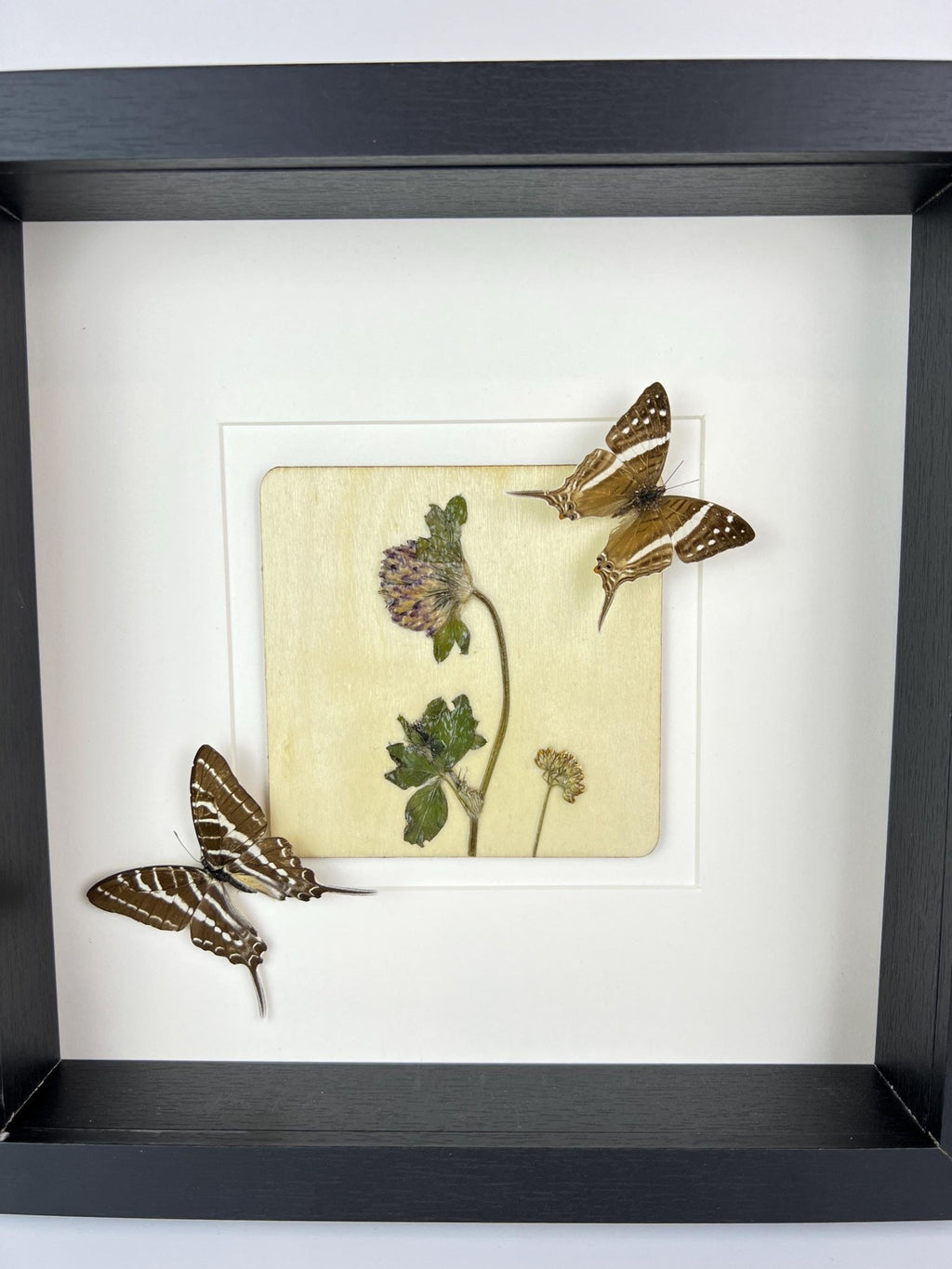 „Marpesia Crethon“ und „Graphium Aristeus“ mit Trockenblumen in einem Rahmen von KEY LIME STORE