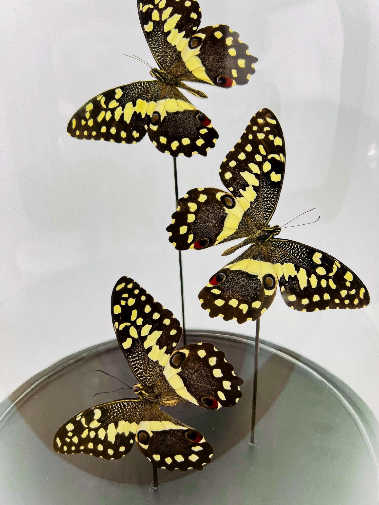 Papilio Demodocus in einer Glasglocke von KEY LIME STORE