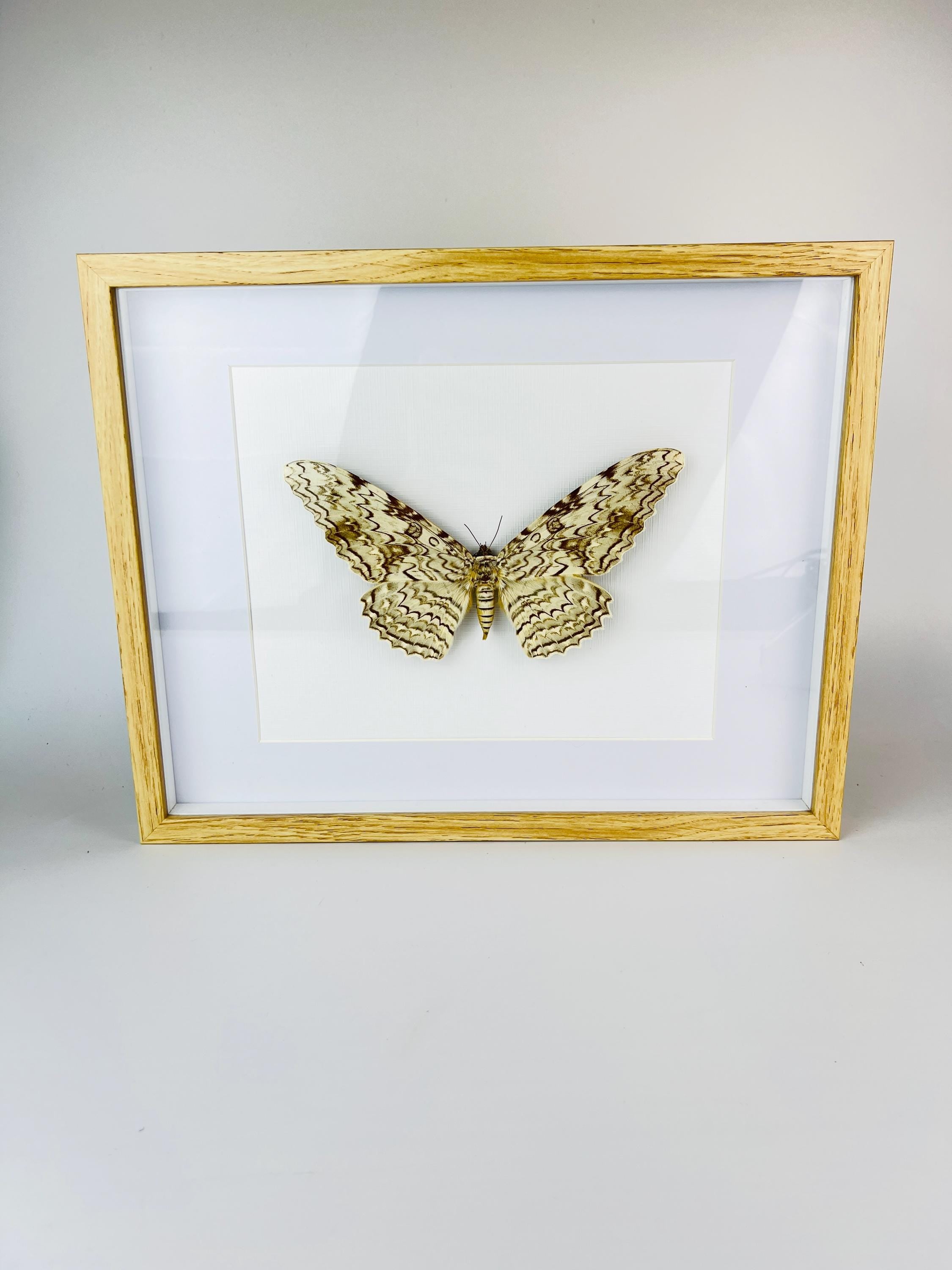 Antieke Thysania Agrippina Mot uit 1968 in lijst (White Witch Moth / Ghost Moth / Great Owlet Moth)