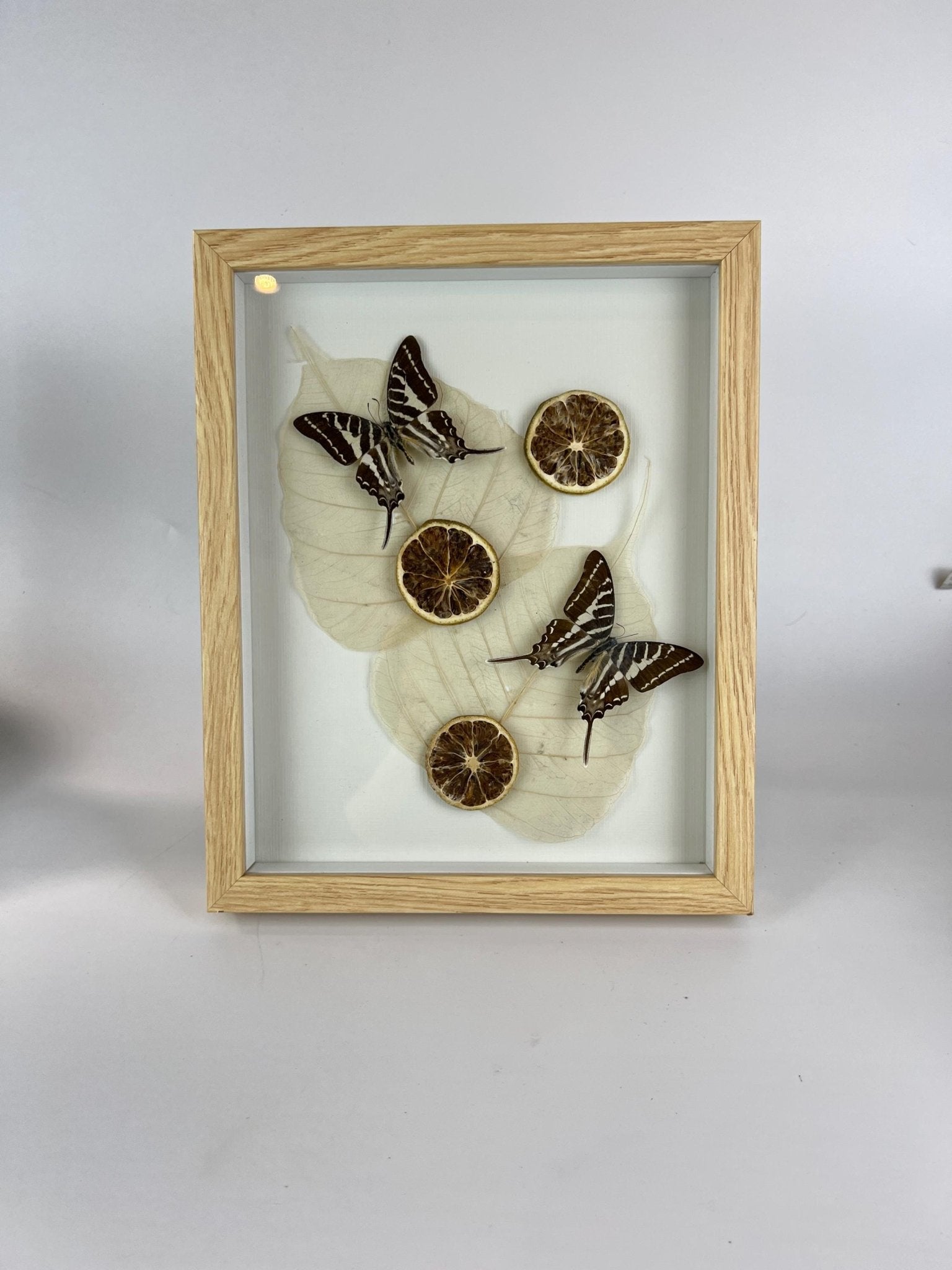 Graphium Rhesus met gedroogde ornamenten in lijst by KEY LIME STORE