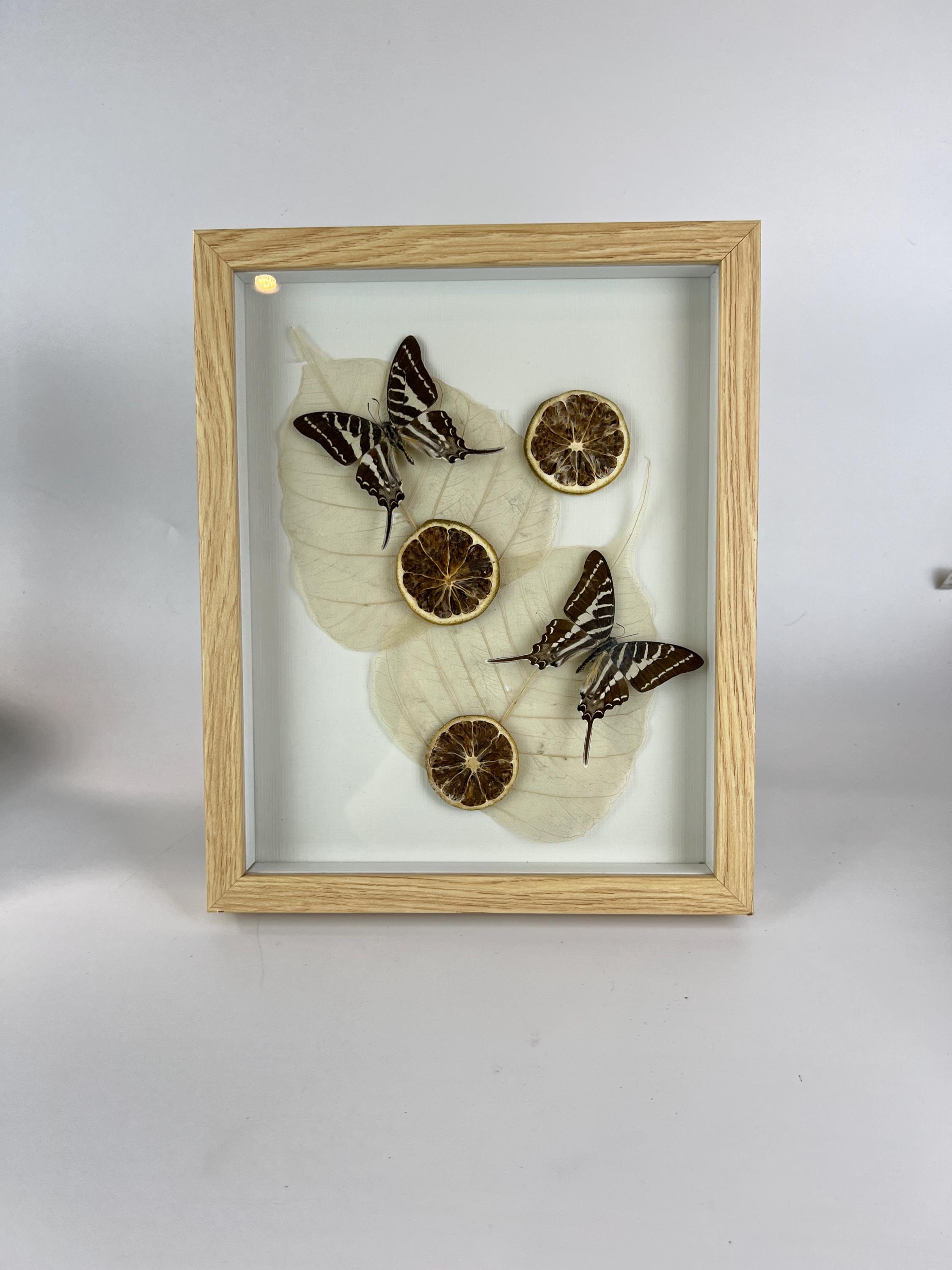 Graphium Rhesus mit getrockneten Verzierungen im Rahmen