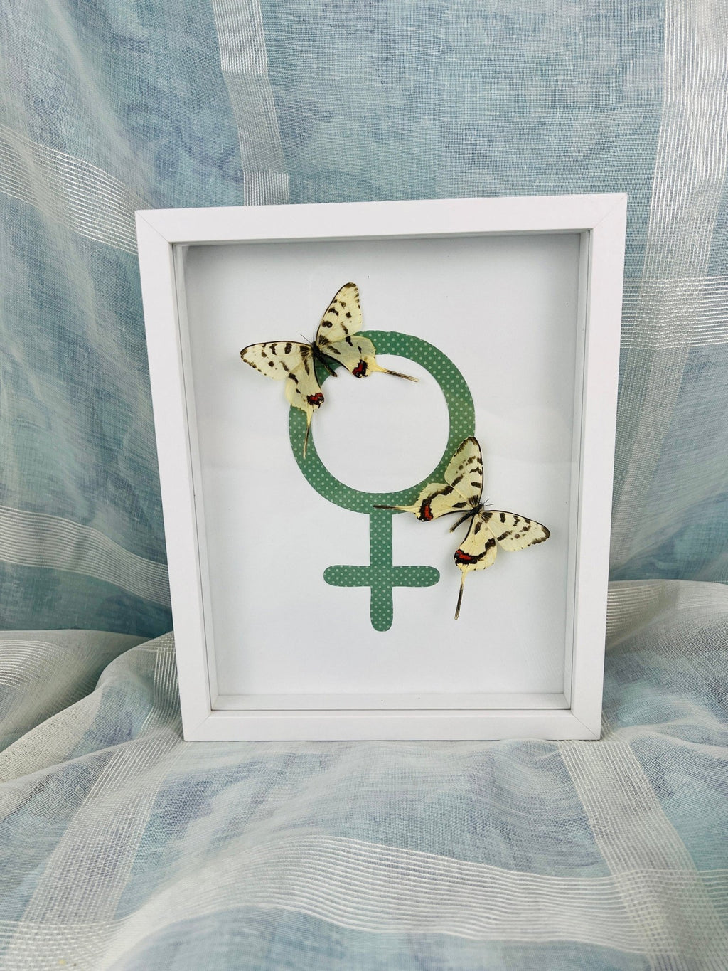 Sericinus Montela auf einem Venus-Symbol in einem Rahmen von KEY LIME STORE