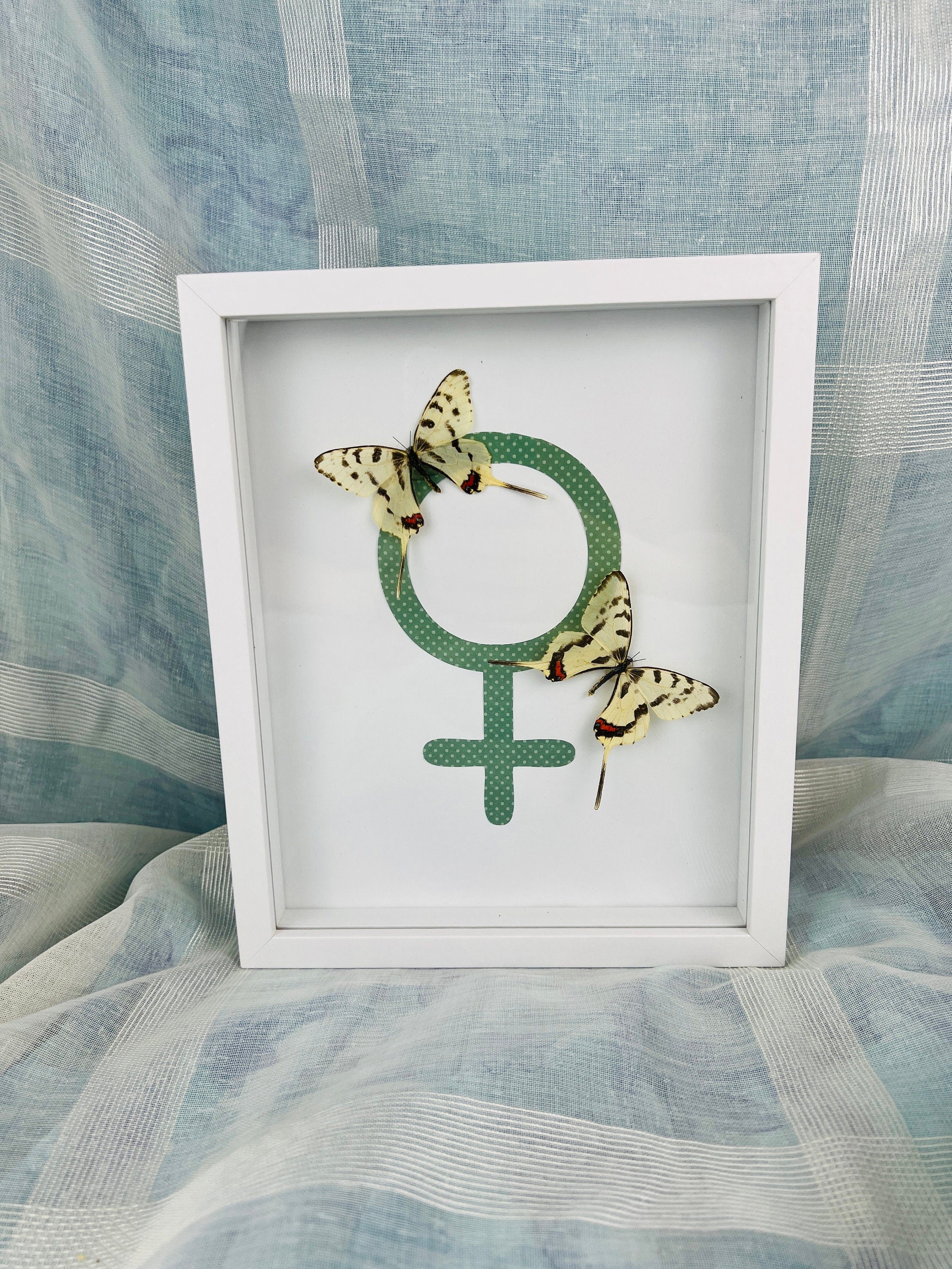 Unique Butterfly Art: 2 Real Sericinus Montela &amp; Female Sign in Frame