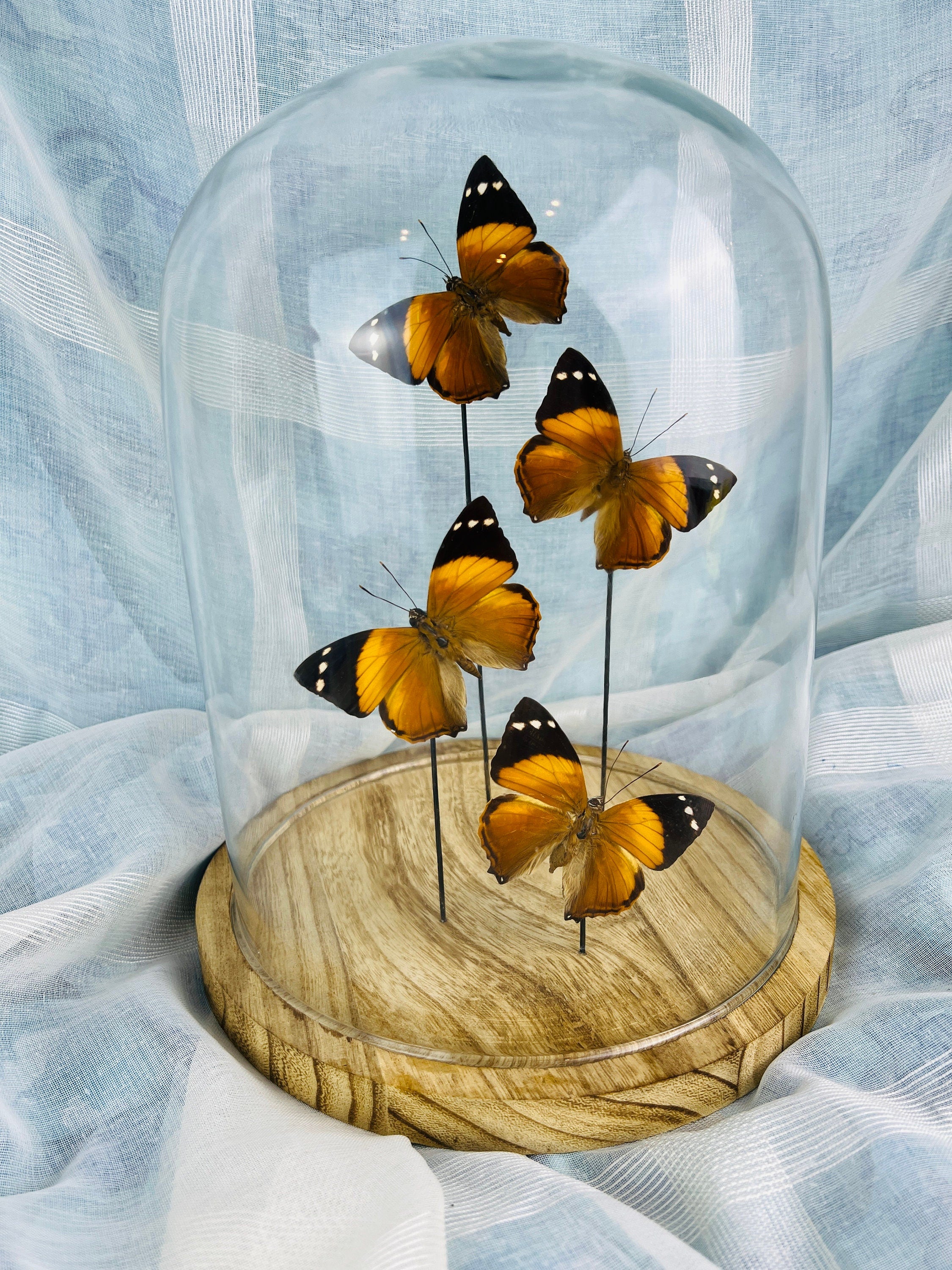 Smyrna Blomfieldia in stolp