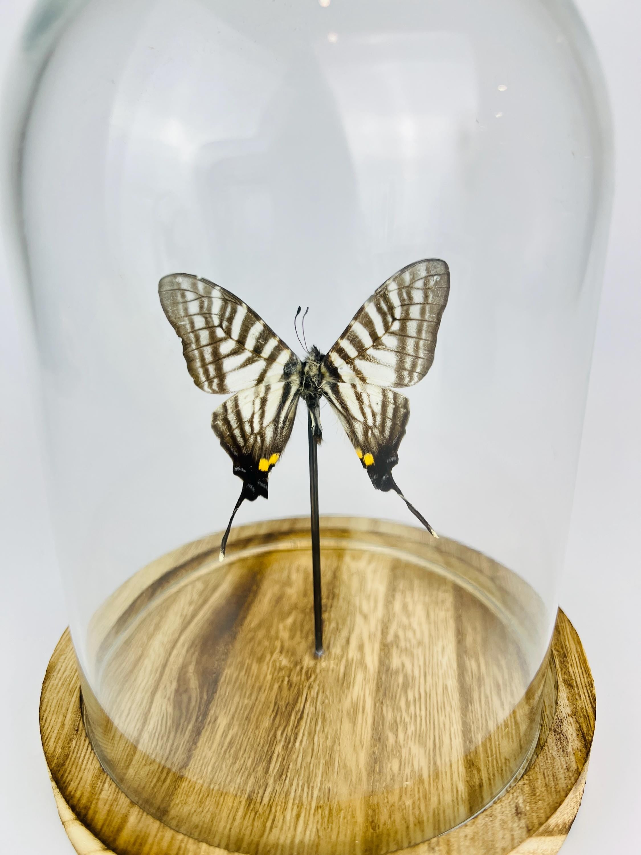 Graphium Pazala Eurous in a bell jar