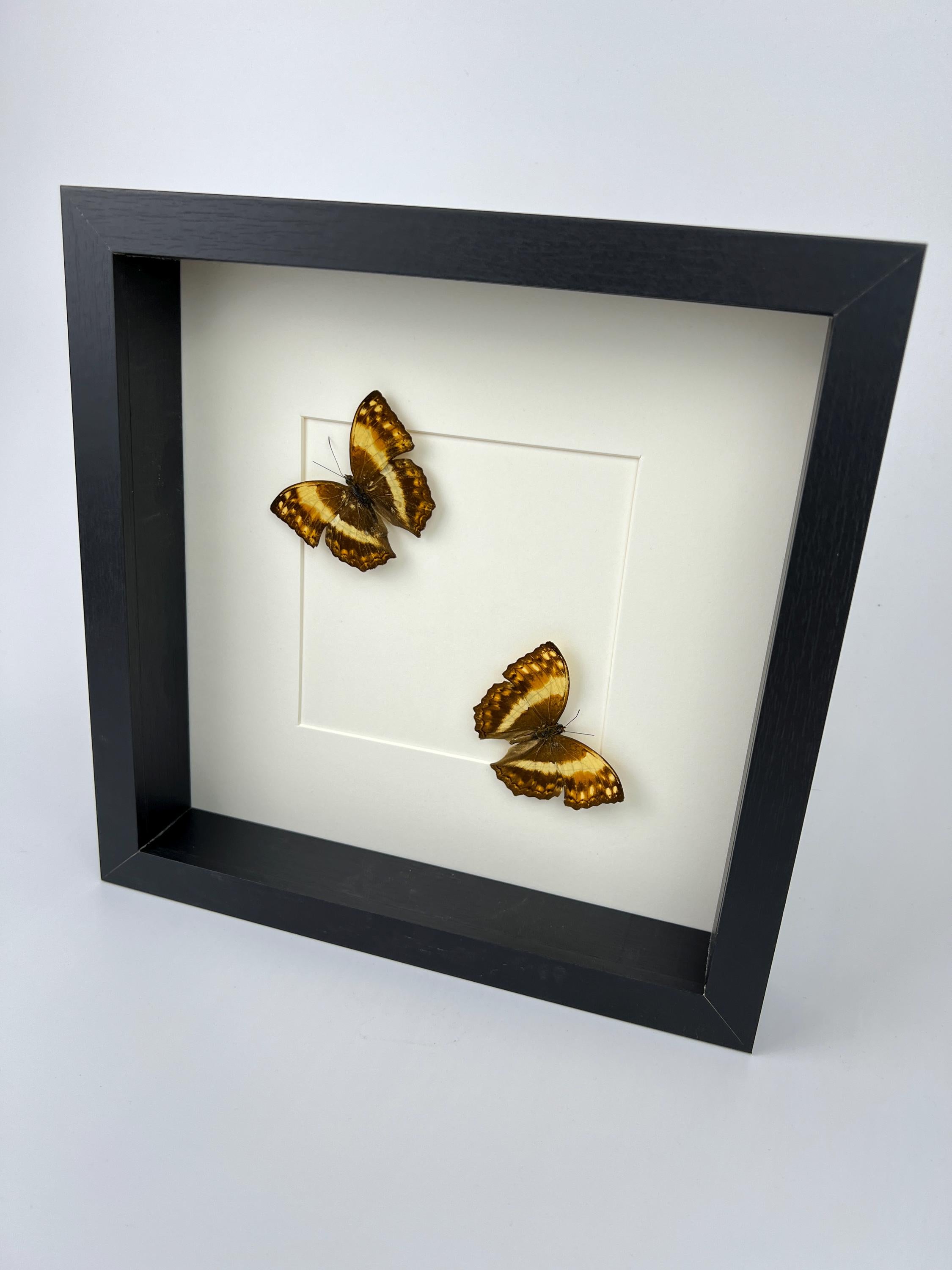 Harma Theobene gerahmt